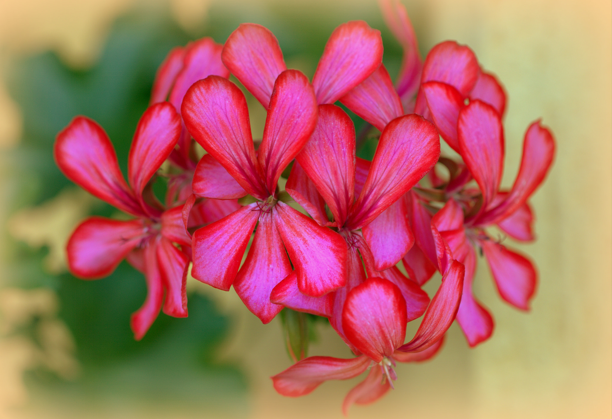 Canon EF 100mm F2.8L Macro IS USM sample photo. Pelargonium bunch photography