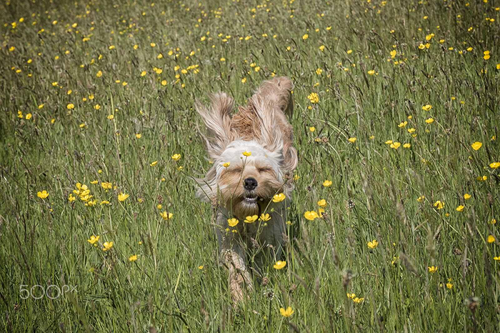 Fujifilm X-Pro2 sample photo. Dog in buttercup field photography
