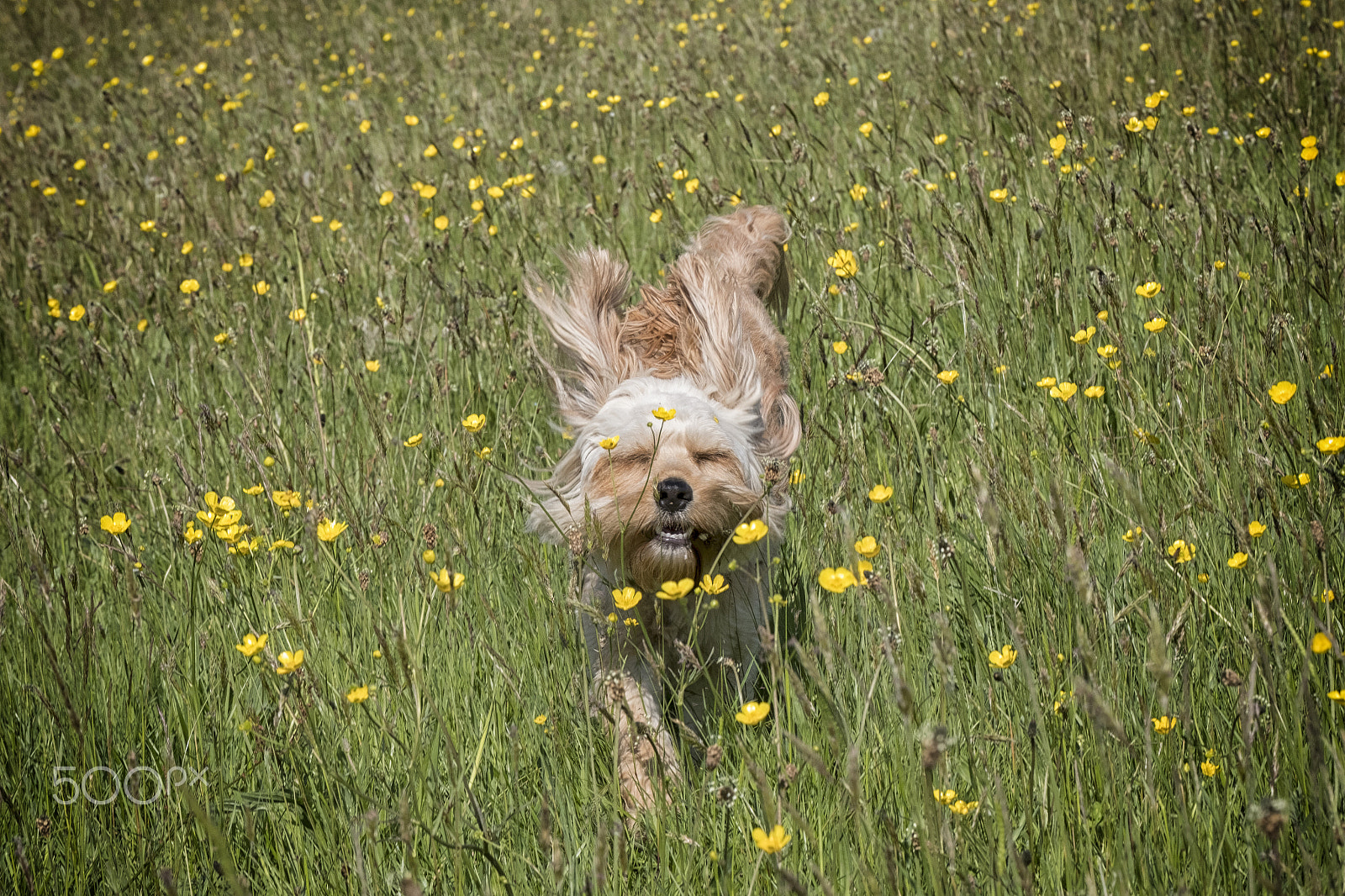 Fujifilm X-Pro2 + Fujifilm XF 55-200mm F3.5-4.8 R LM OIS sample photo. Dog in buttercup field photography