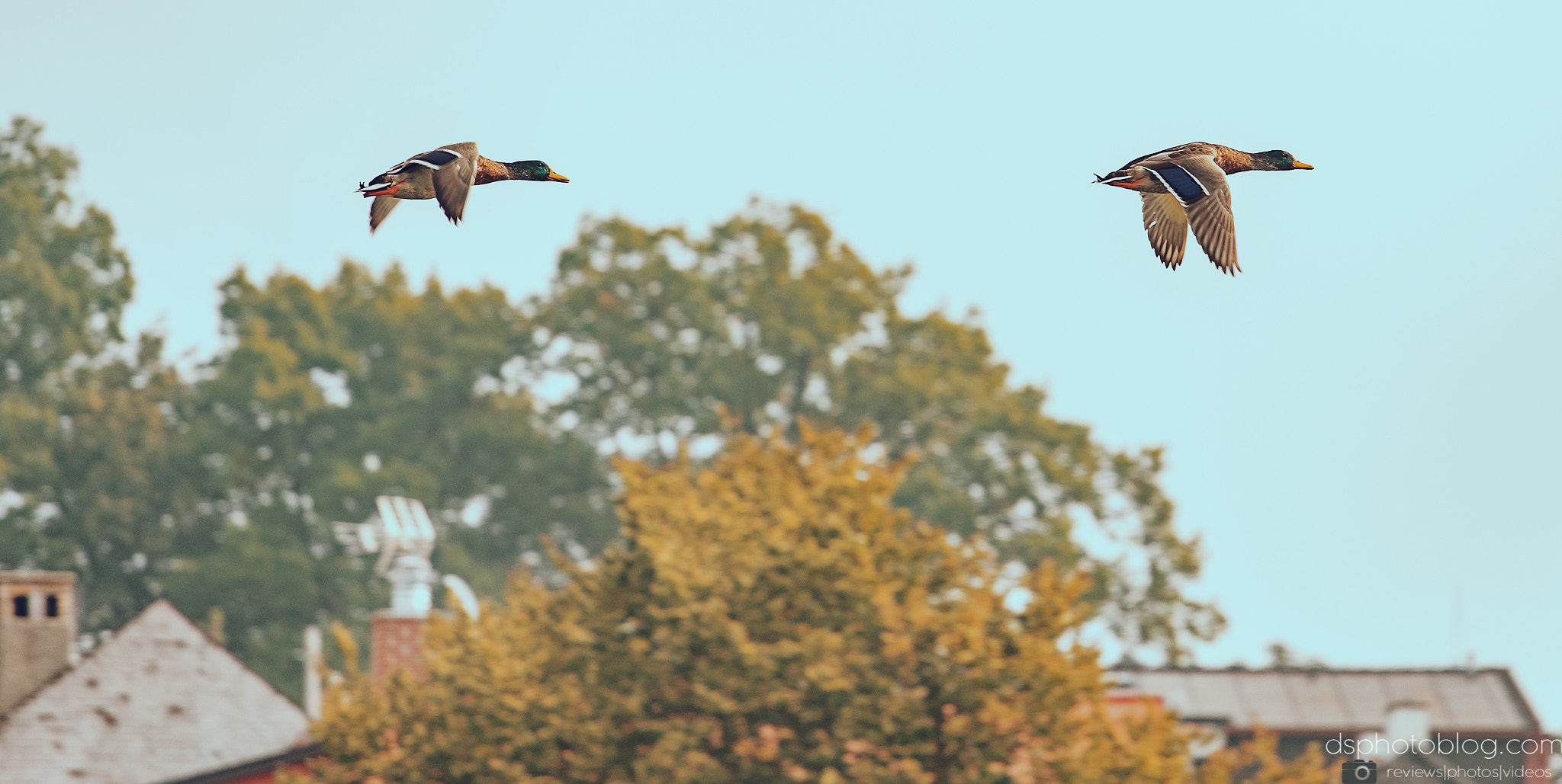 Sony a7 II + Canon EF 70-200mm F4L USM sample photo. Autumn ducks photography