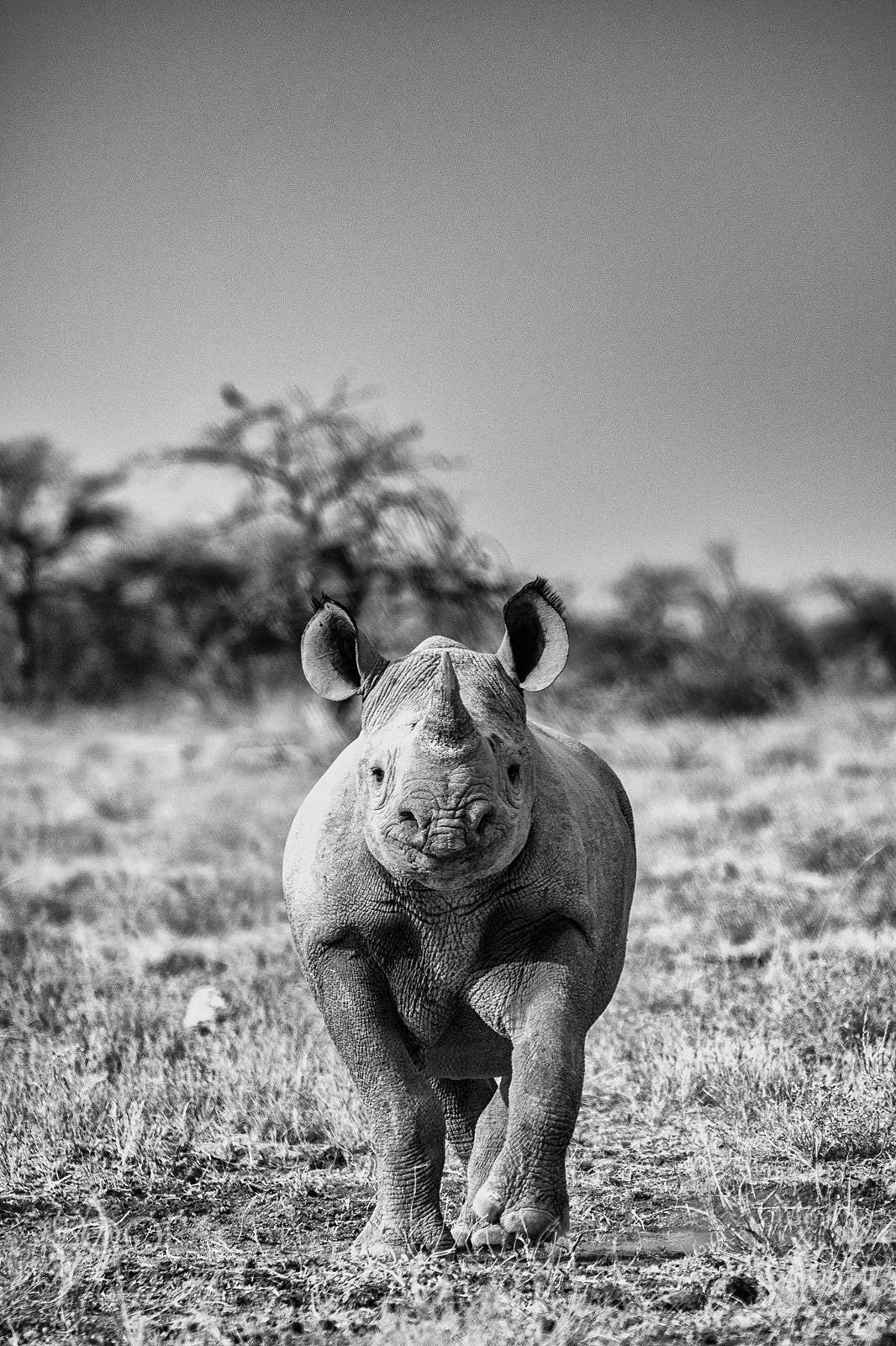 Panasonic Lumix DMC-GH4 sample photo. Rhino frontal approach photography