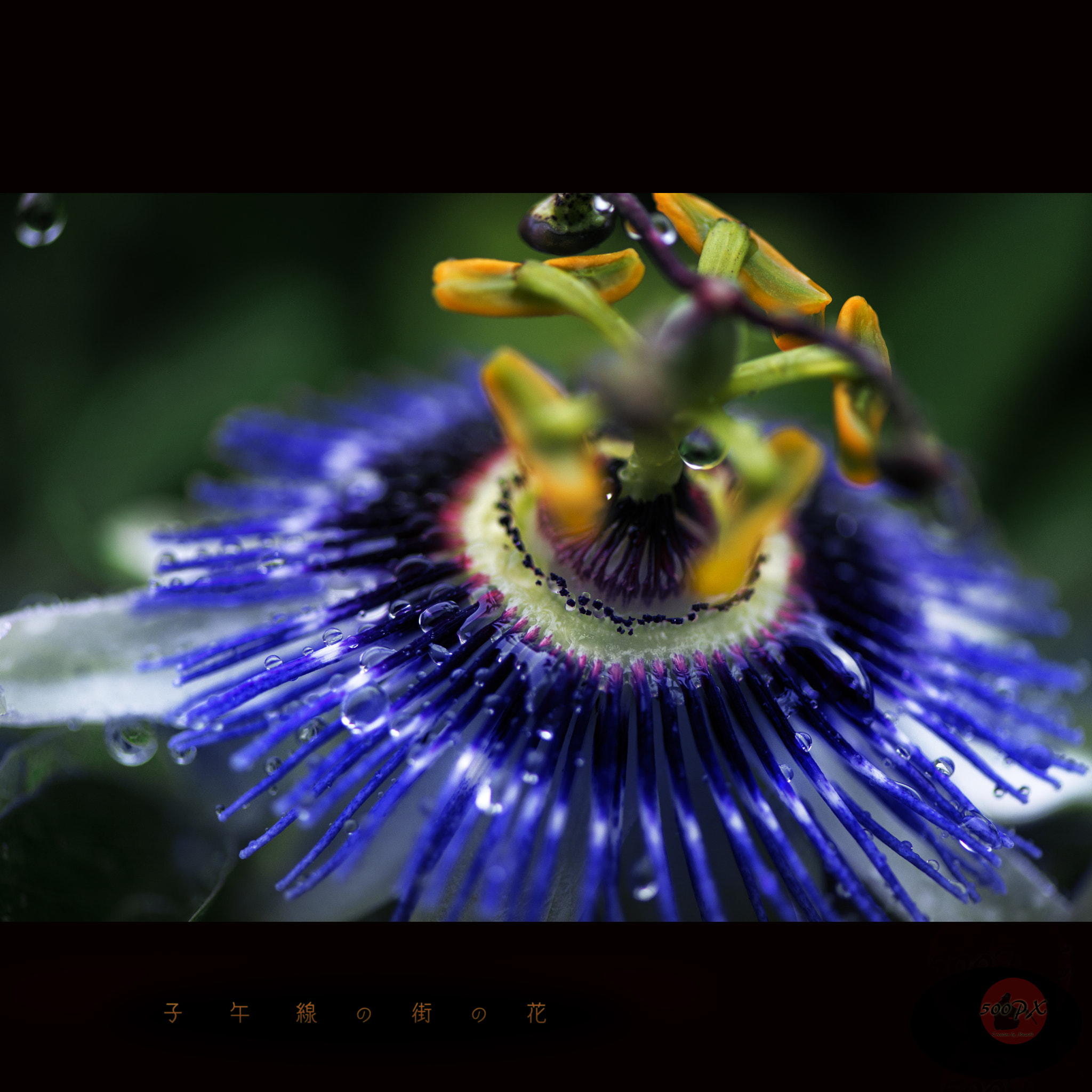 Nikon D800 + Nikon AF-S Nikkor 58mm F1.4G sample photo. 子午線の街の花 photography