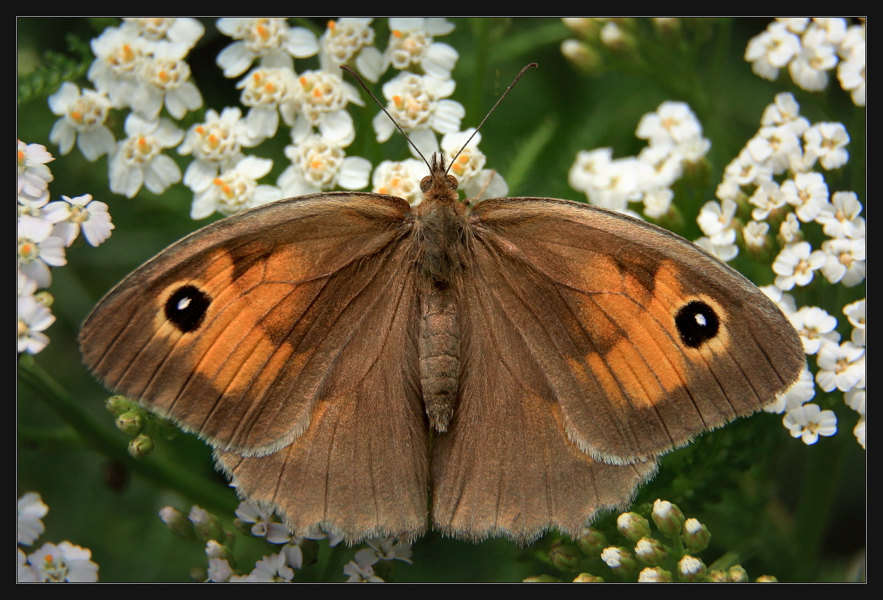 Canon EOS 450D (EOS Rebel XSi / EOS Kiss X2) sample photo. Butterfly photography