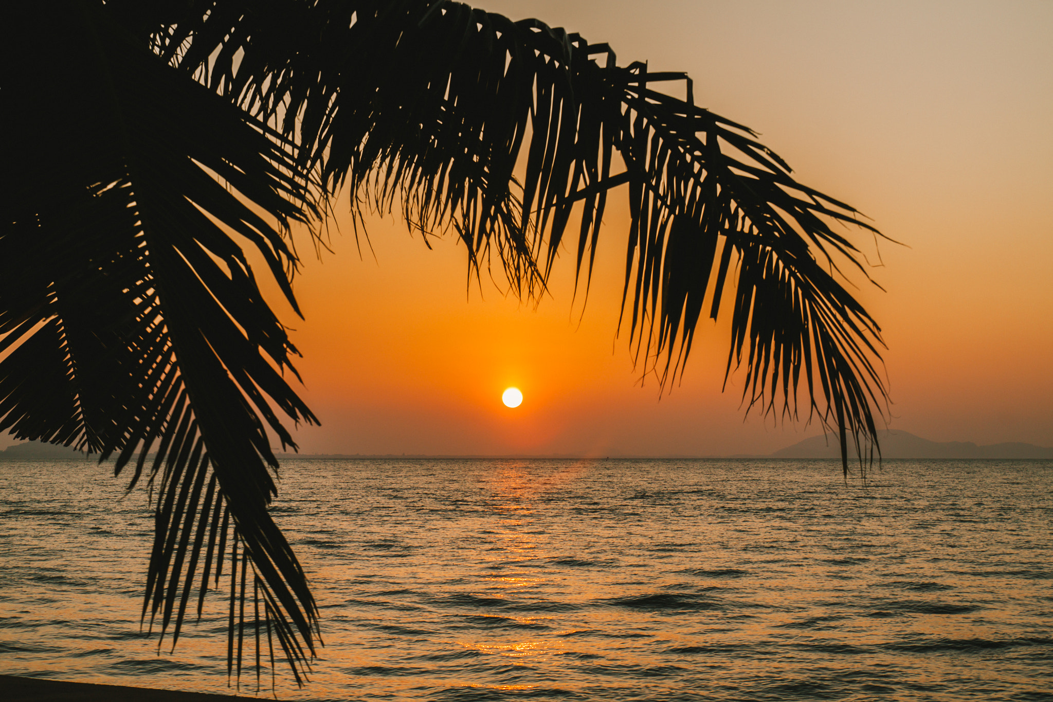 Canon EOS 500D (EOS Rebel T1i / EOS Kiss X3) sample photo. Coconut palm tree with sunrise over the sea photography