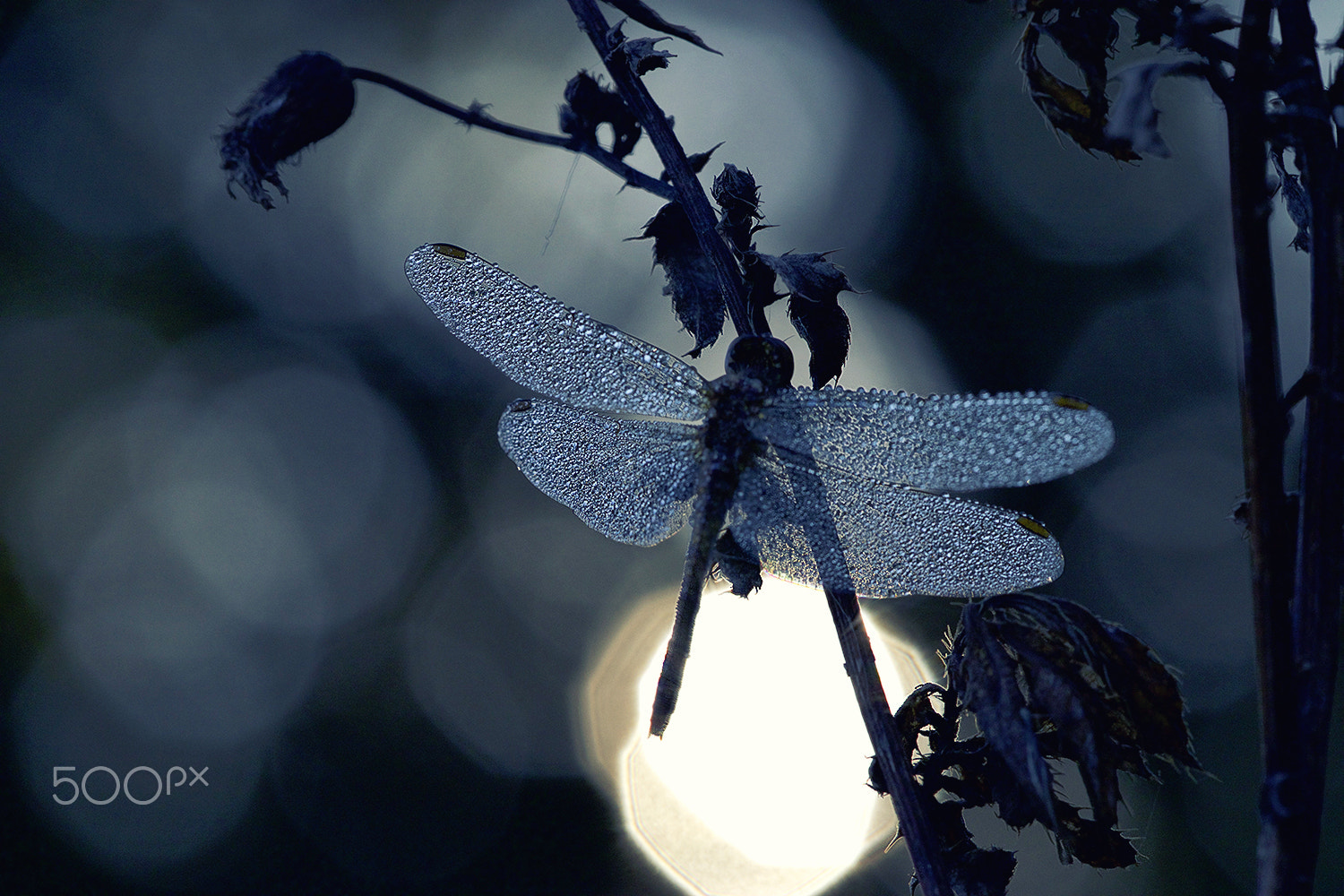 Sigma APO Macro 150mm f/2.8 EX DG HSM sample photo. Rising photography