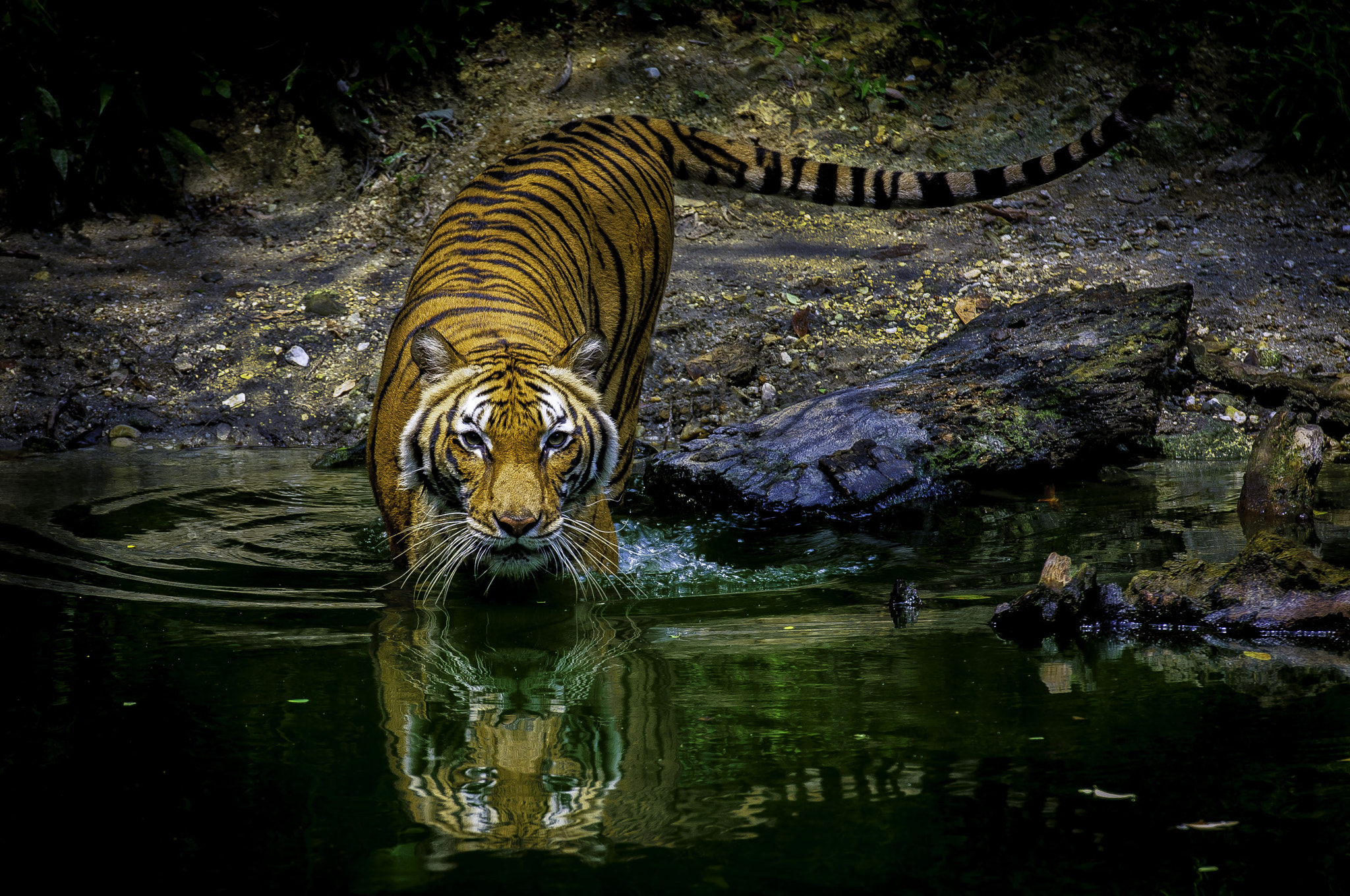 Nikon D300S sample photo. Tiger photography
