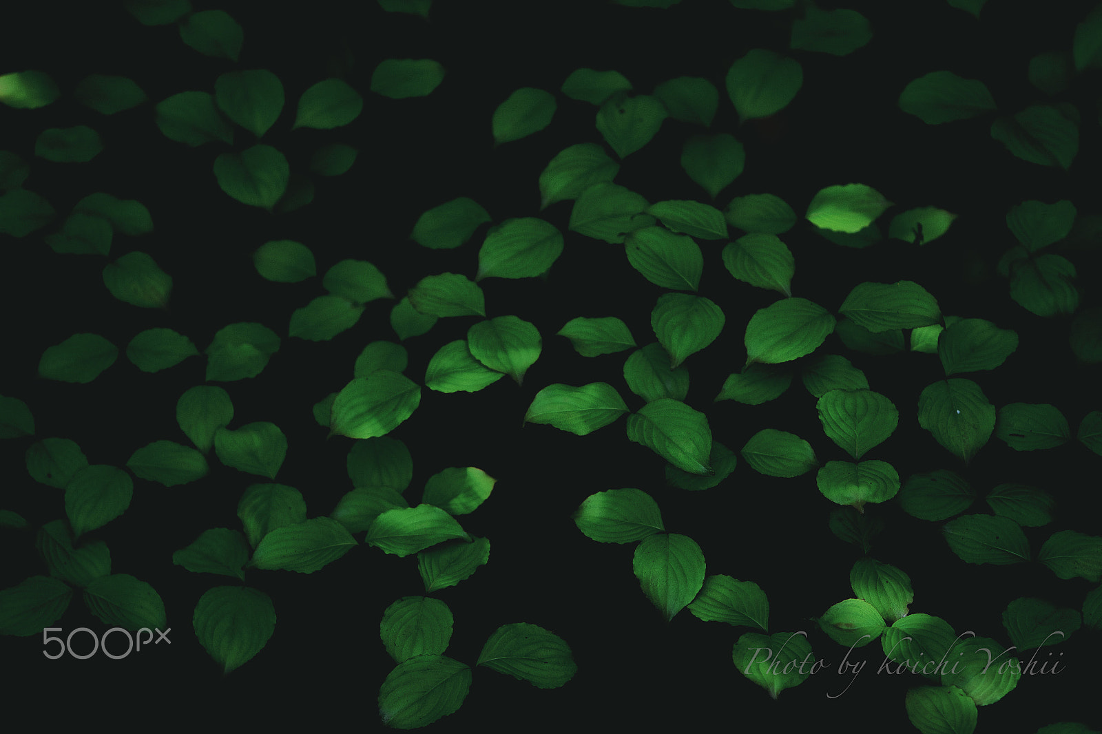 Canon EF 70-200mm F2.8L IS USM sample photo. 浮遊。 photography