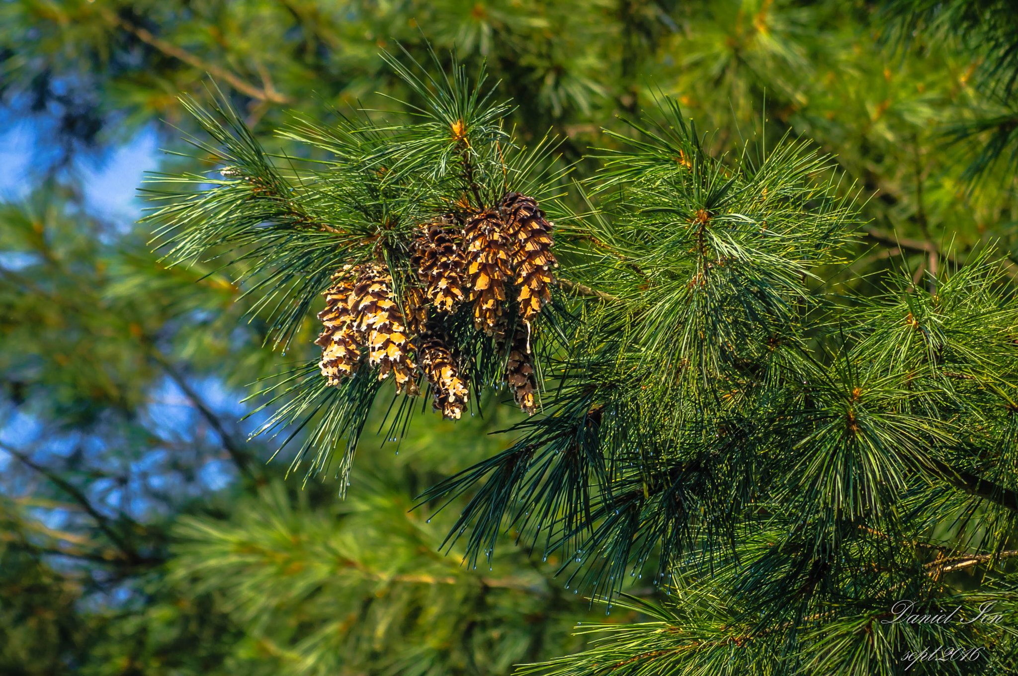 Pentax K-x sample photo. Green photography