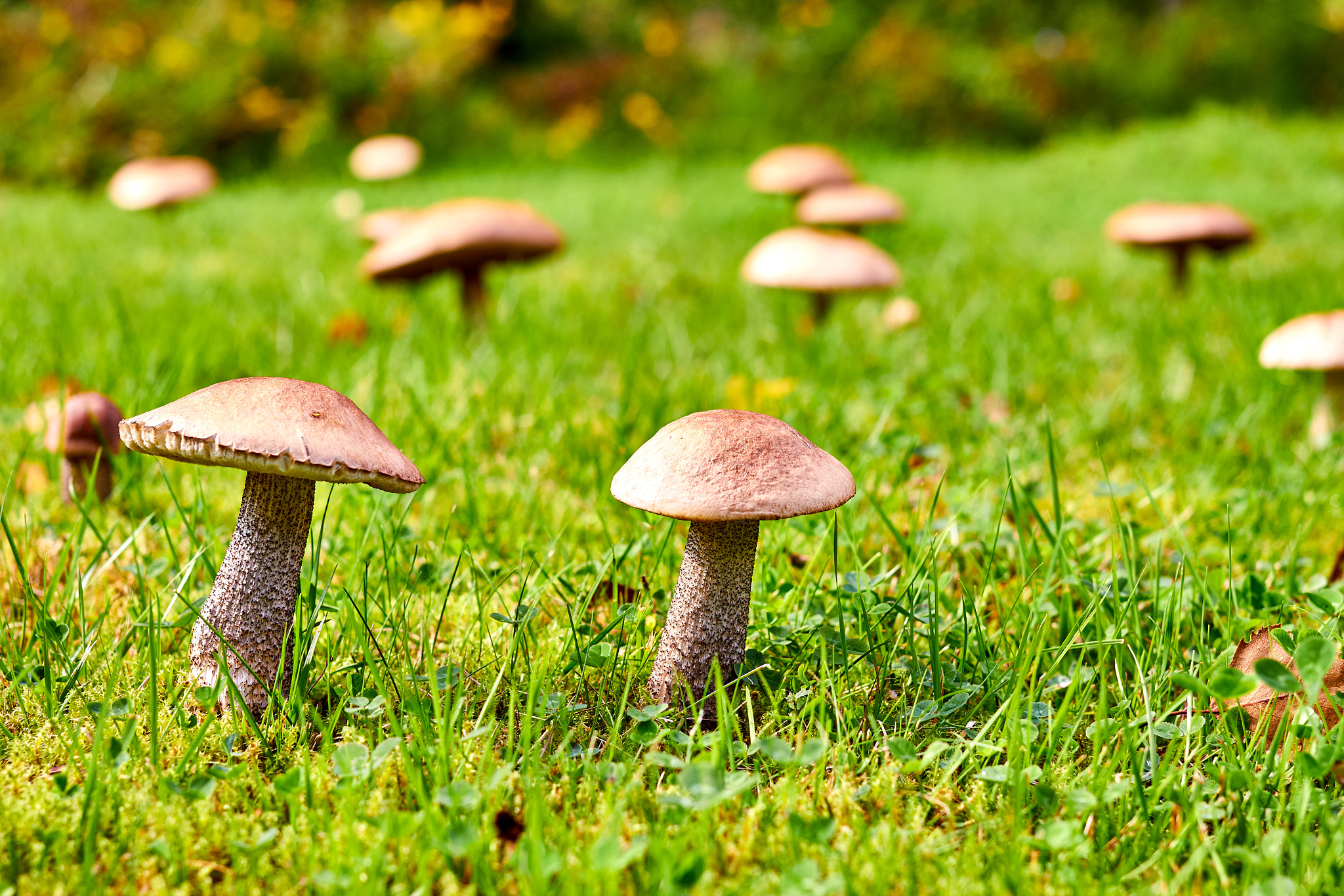 Canon EF 40mm F2.8 STM sample photo. Mushrooms of finland photography
