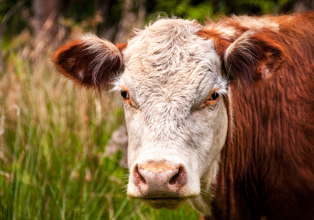 Brown Cow by James Wheeler on 500px.com