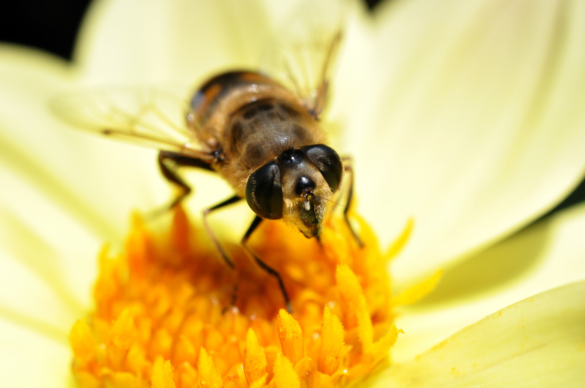 Nikon D90 sample photo. Bee-friendly photography