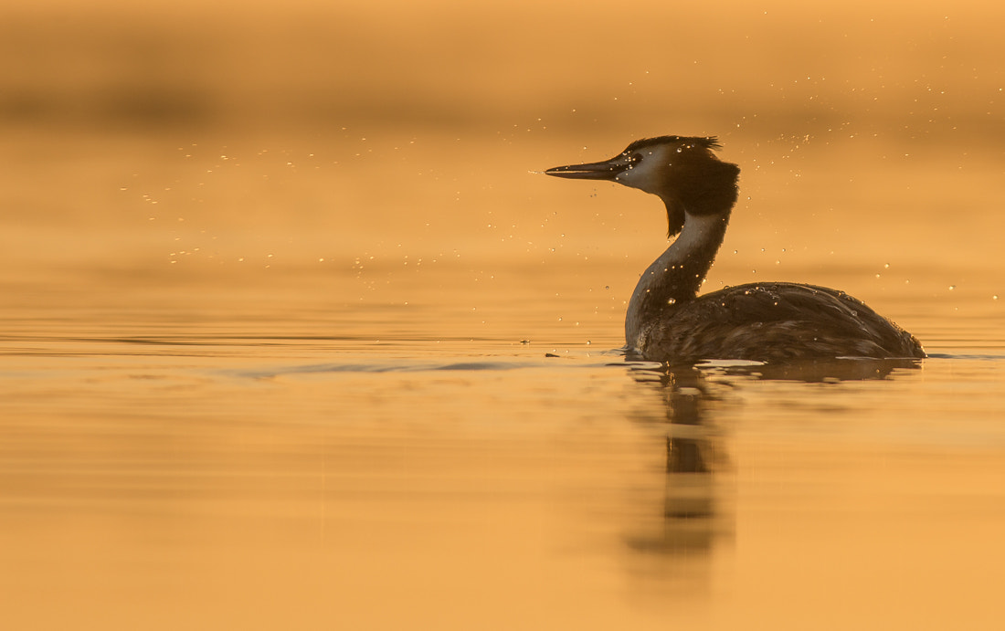 Nikon D600 + Nikon AF-S Nikkor 300mm F4D ED-IF sample photo. Great crested grebe photography