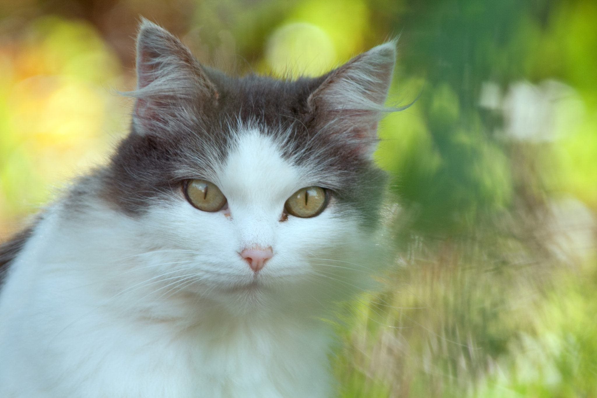 Canon EF 70-200mm F2.8L USM sample photo. Catimini  photography