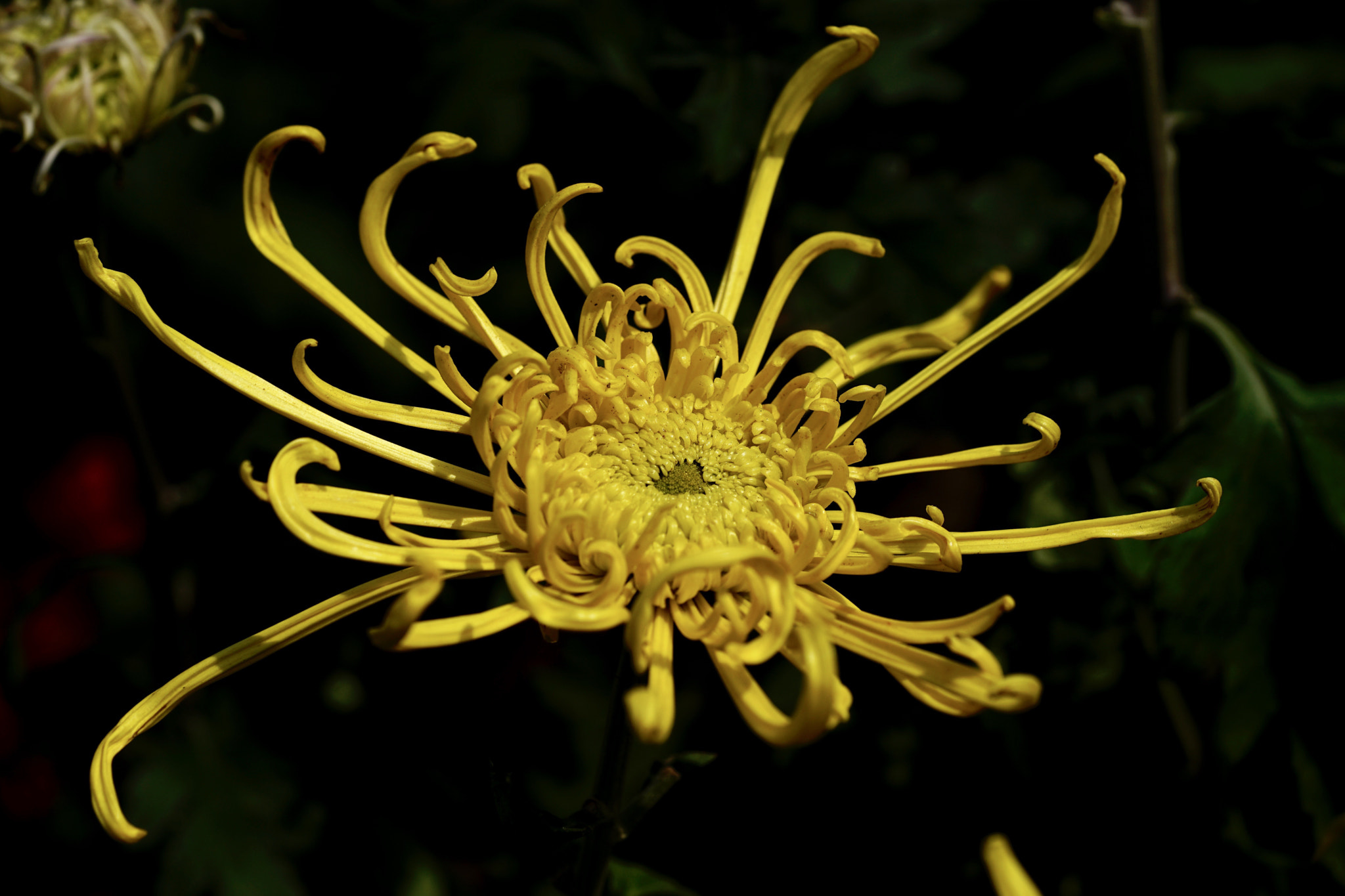 Sony a7 II + Sony FE 90mm F2.8 Macro G OSS sample photo. 菊舞 photography