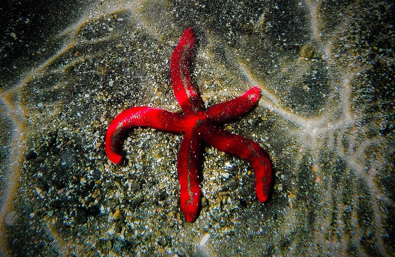 Fujifilm FinePix XP80 XP81 XP85 sample photo. Red starfish photography