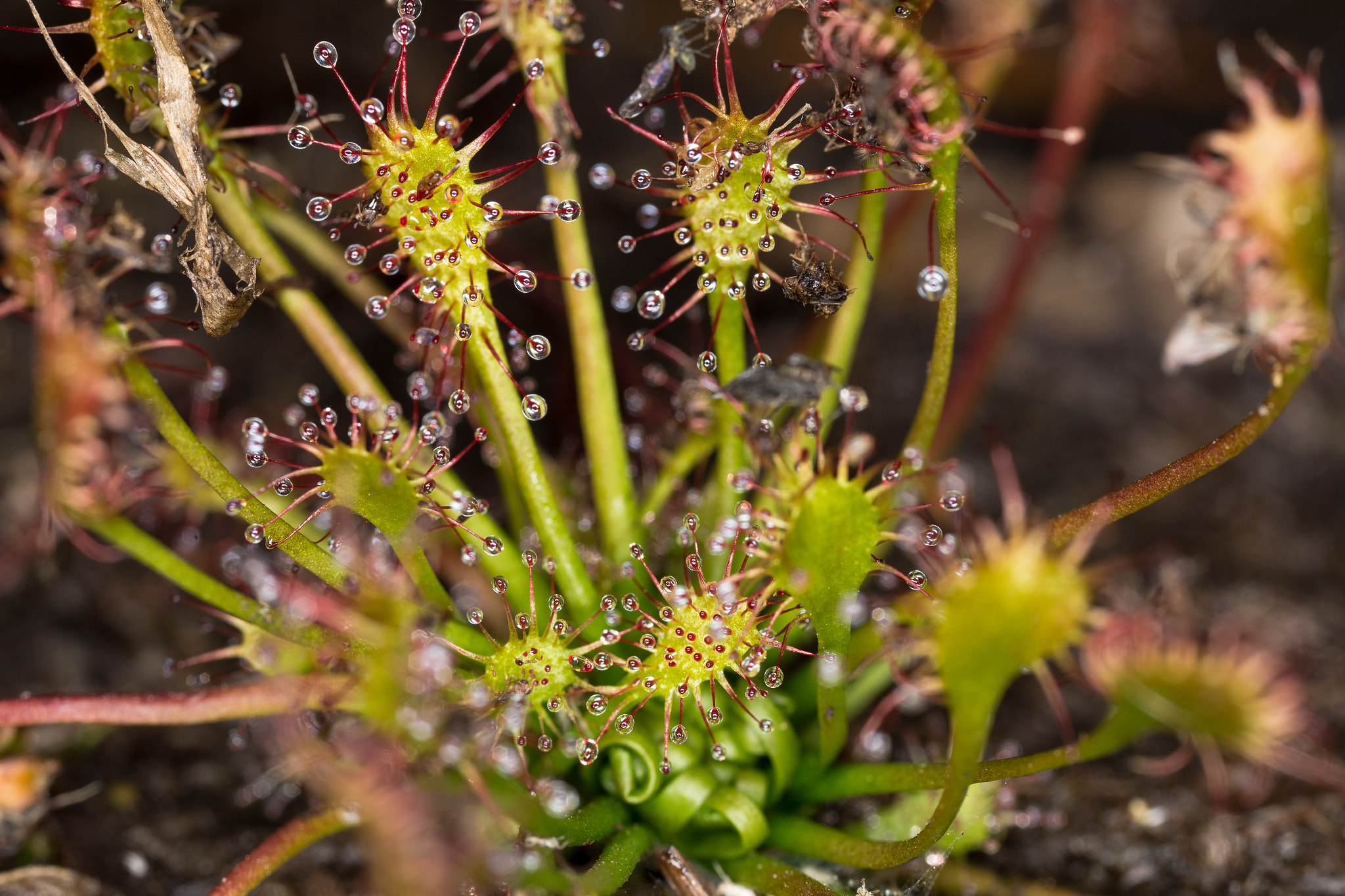 Canon MP-E 65mm F2.5 1-5x Macro Photo sample photo. Img photography