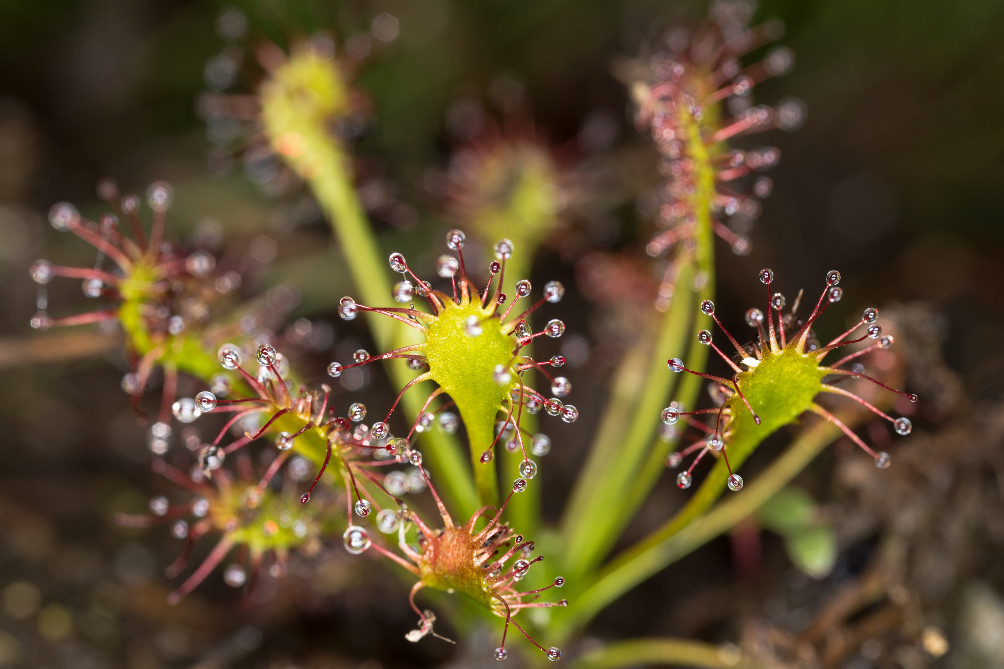 Canon MP-E 65mm F2.5 1-5x Macro Photo sample photo. Img photography