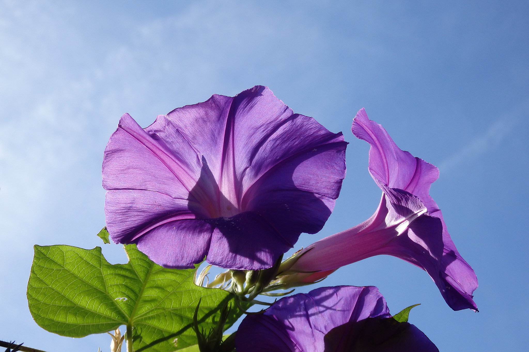 Olympus SZ-17 sample photo. Ipomoea indica photography