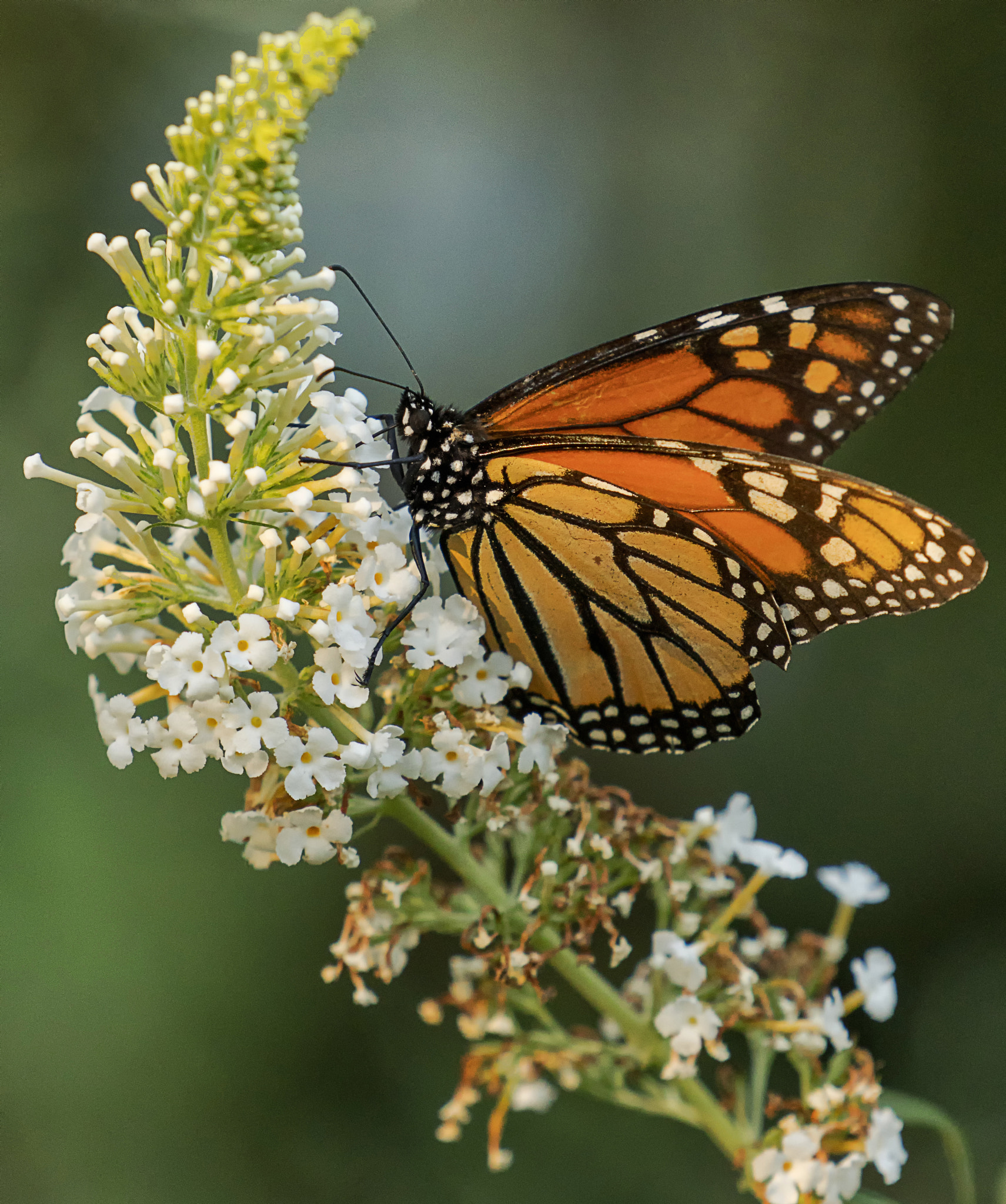 Sony a6300 + Sony FE 70-200mm F4 G OSS sample photo. Backlit ruler photography