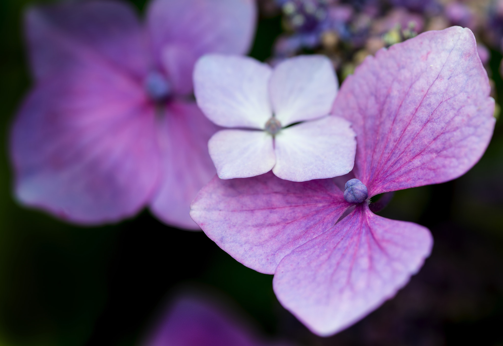 Nikon D800 sample photo. Beautiful colorful summer hydrangea flower close up photography