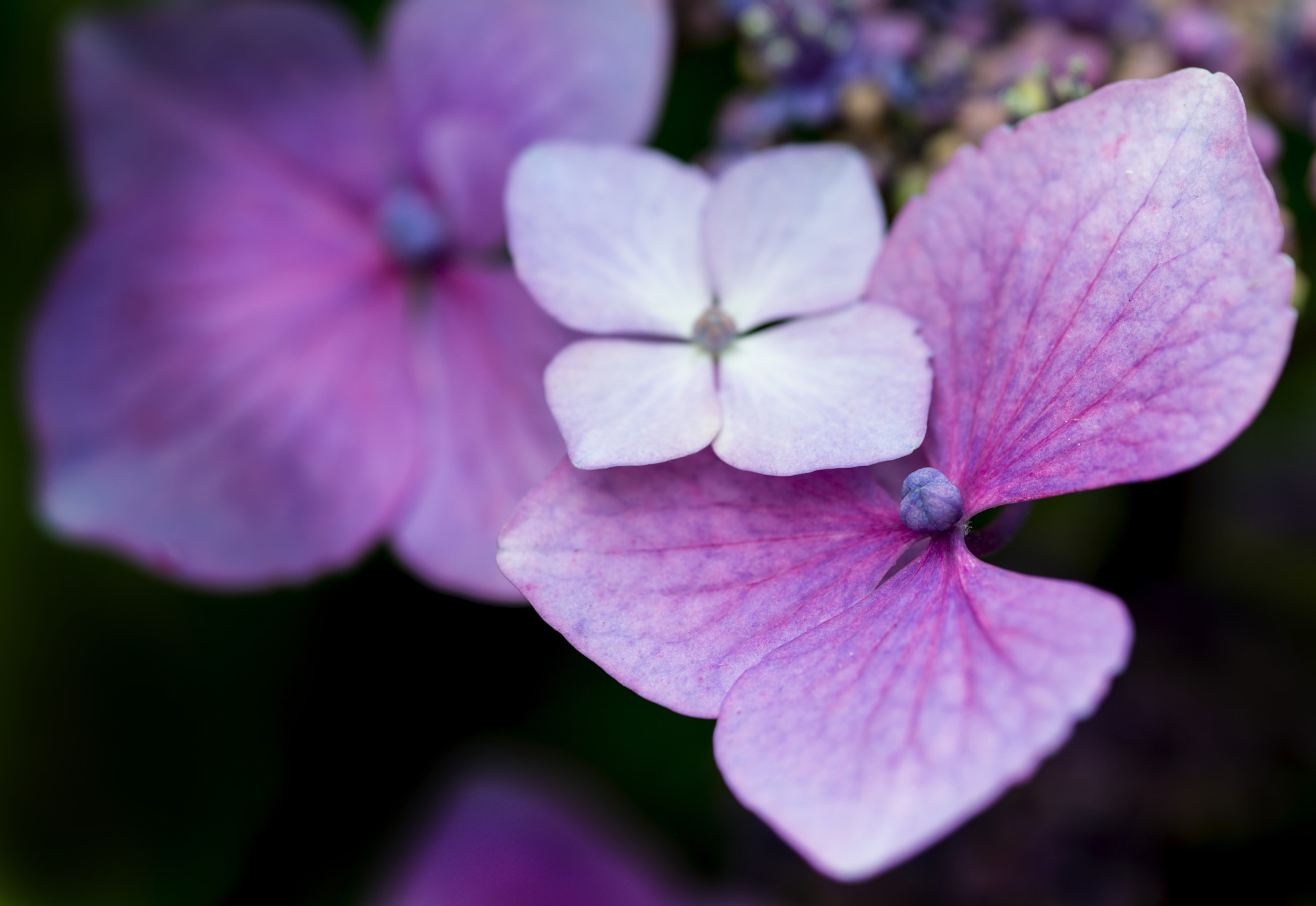 Nikon D800 + Sigma 105mm F2.8 EX DG Macro sample photo. Beautiful colorful summer hydrangea flower close up photography