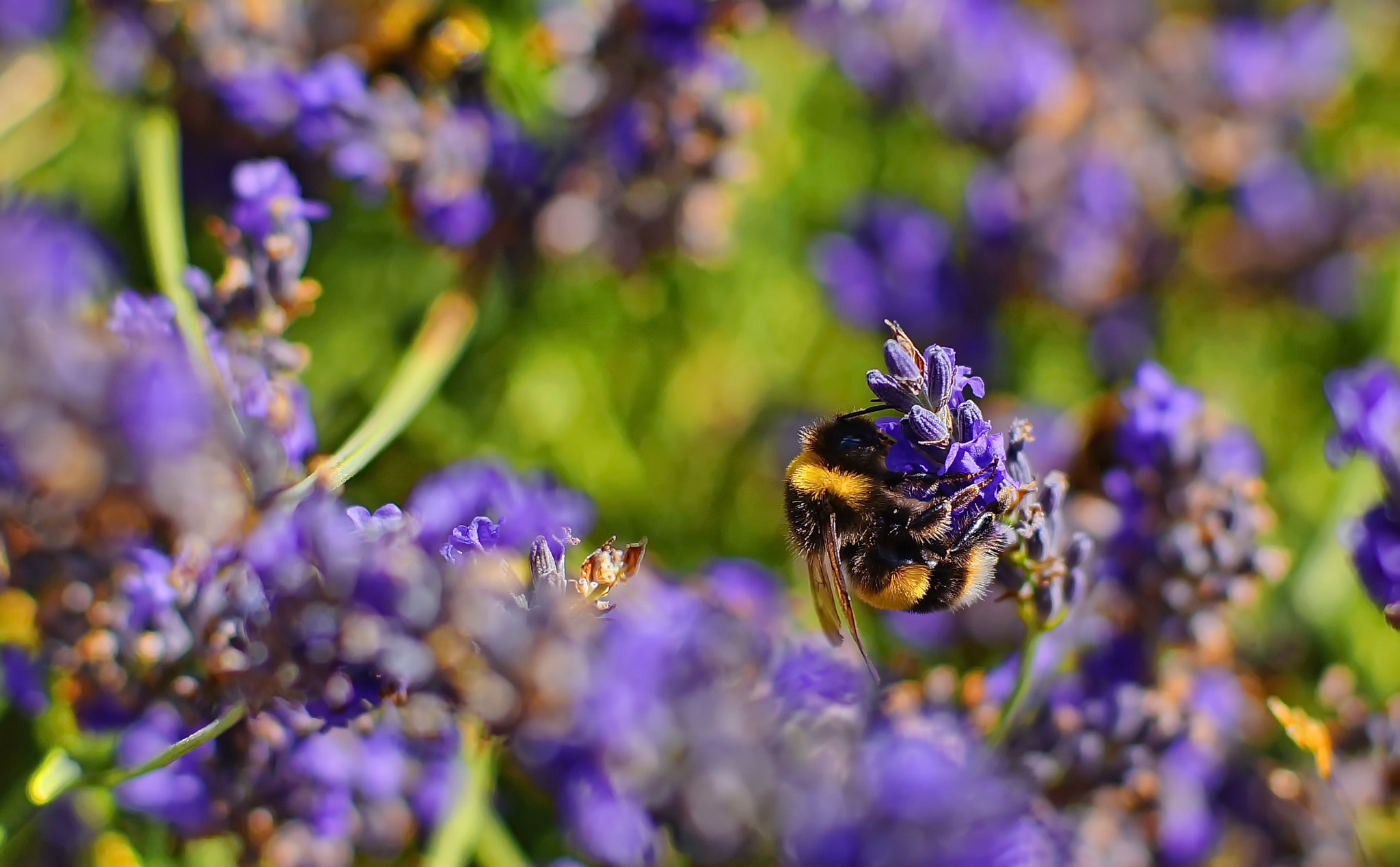 Sony Alpha NEX-5R + Sony 50mm F1.4 sample photo. Bee photography