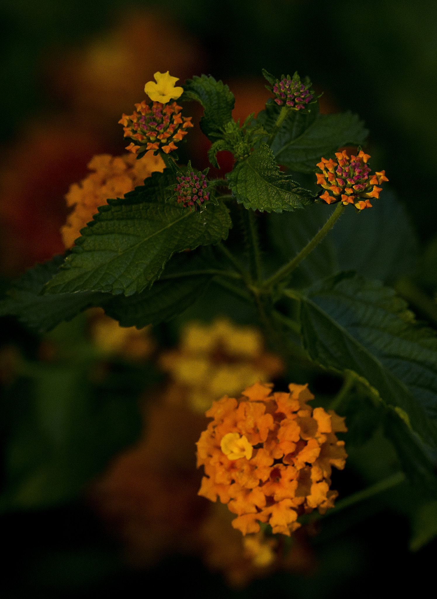 Sony a6300 + Sony FE 70-200mm F4 G OSS sample photo. Strong oranges photography