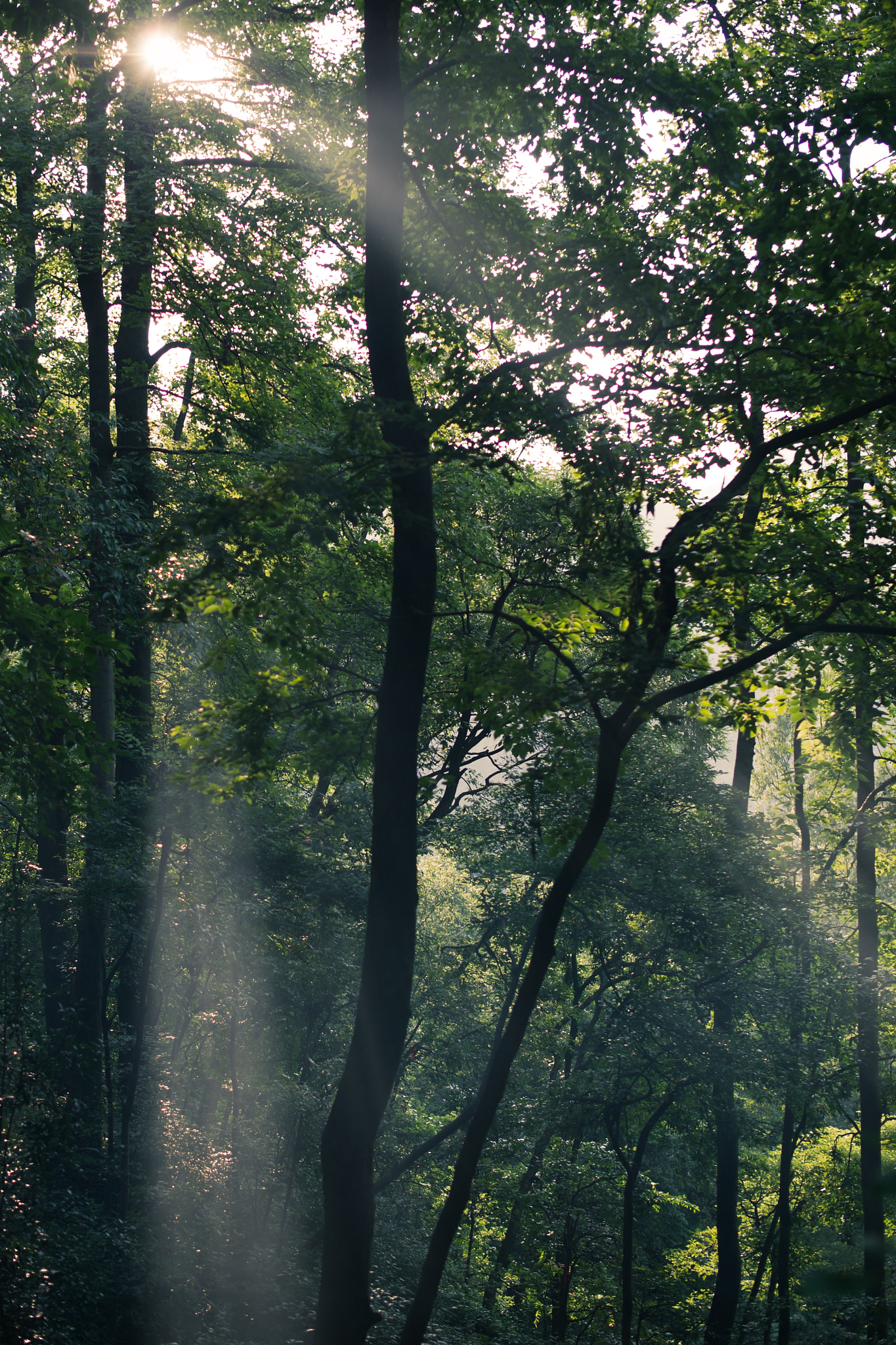 Nikon Df + Nikon AF-S Nikkor 50mm F1.4G sample photo. Forest sunshine photography