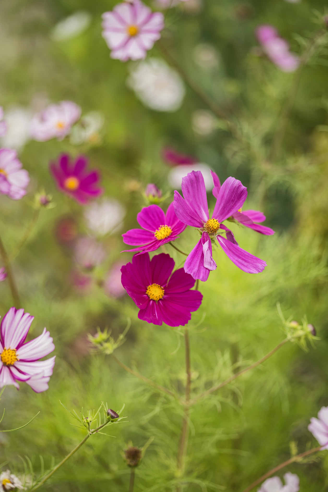 Nikon D800 + Sigma 105mm F2.8 EX DG Macro sample photo. Beautiful image of meadow of wild flowers in summer with pastel photography