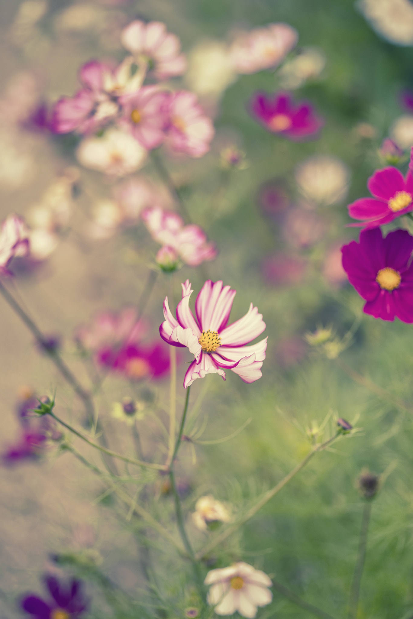 Nikon D800 + Sigma 105mm F2.8 EX DG Macro sample photo. Beautiful image of meadow of wild flowers in summer with vintage photography