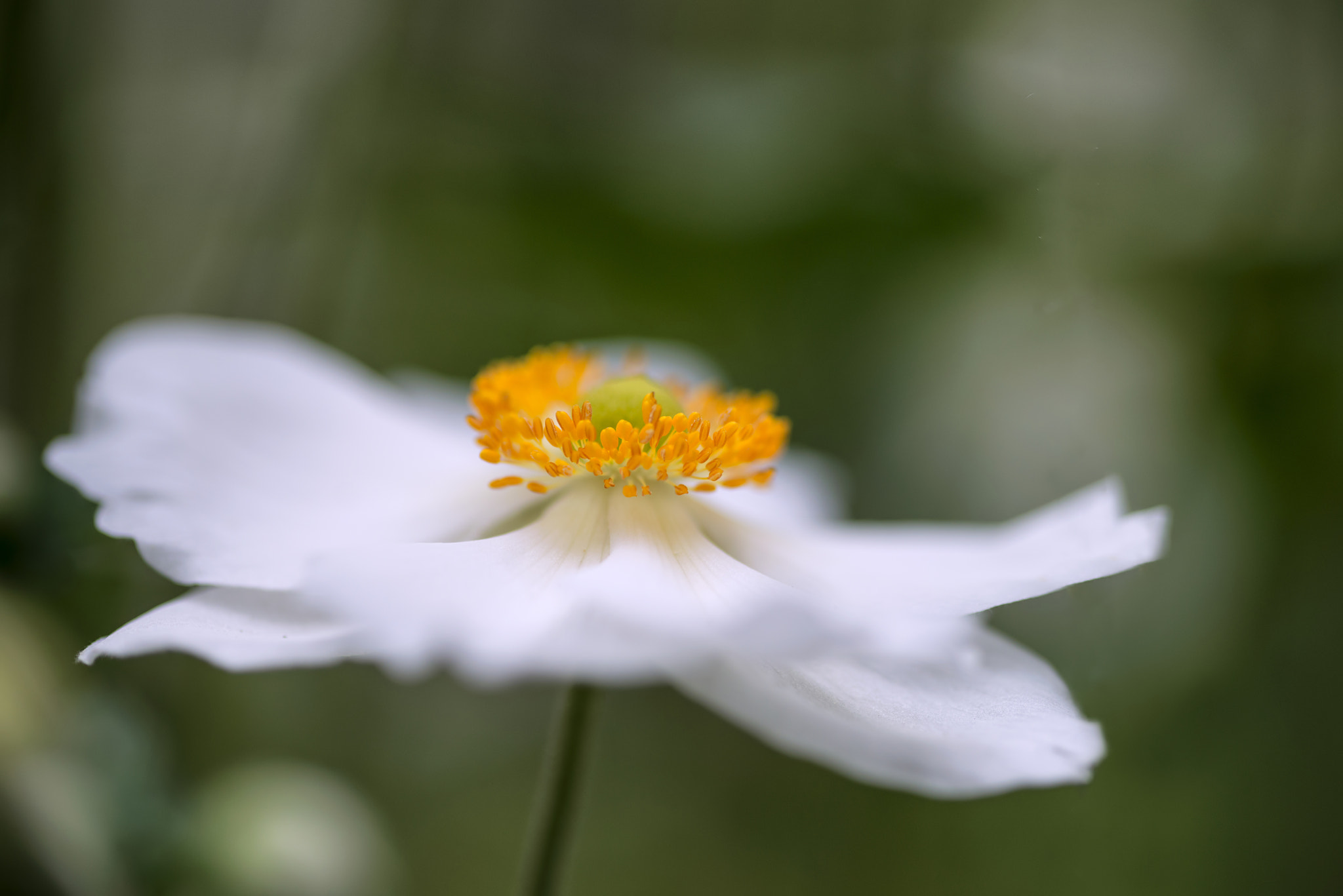 Nikon D800 + Sigma 105mm F2.8 EX DG Macro sample photo. Stunning close up image of white anemone flower in summer photography