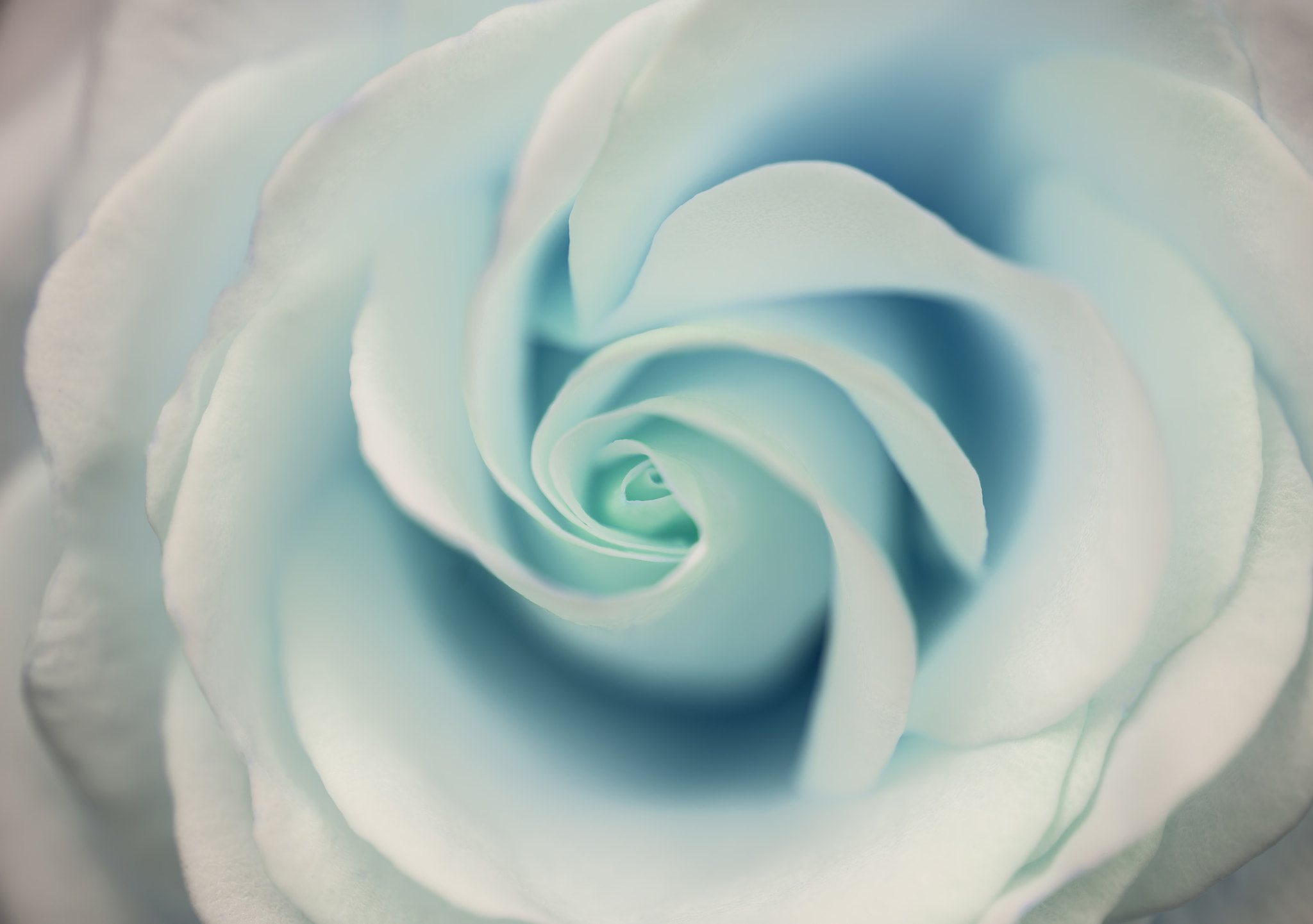 Nikon D800 + Sigma 105mm F2.8 EX DG Macro sample photo. Beautiful close up of aquamarine rose flower with delicate paste photography