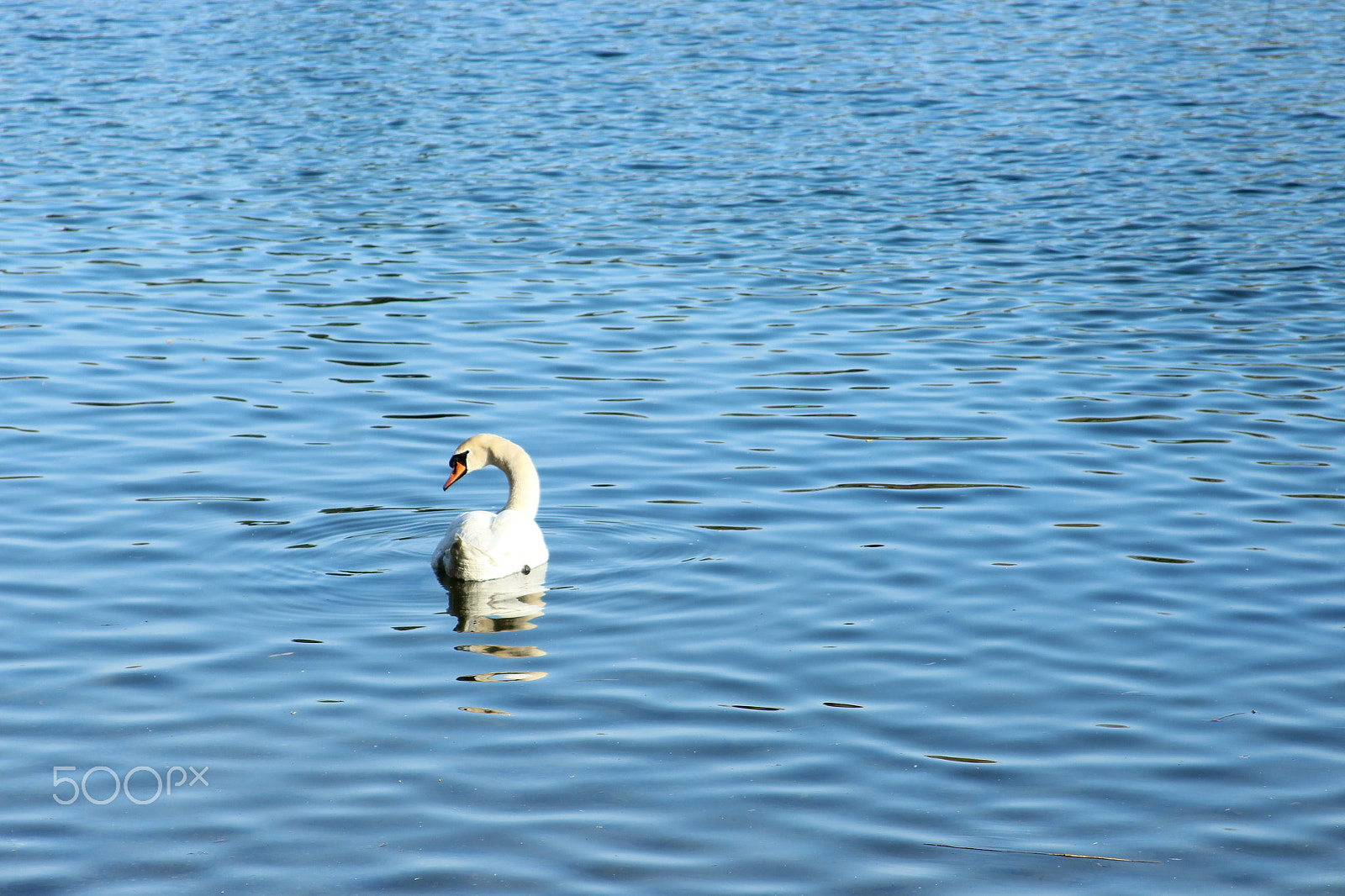 Canon EF 28-135mm F3.5-5.6 IS USM sample photo. Swan photography