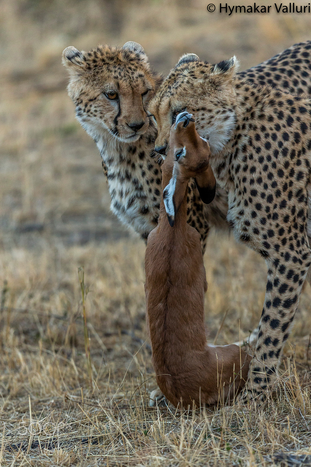 Canon EF 500mm F4L IS II USM sample photo. Cheetah with kill photography