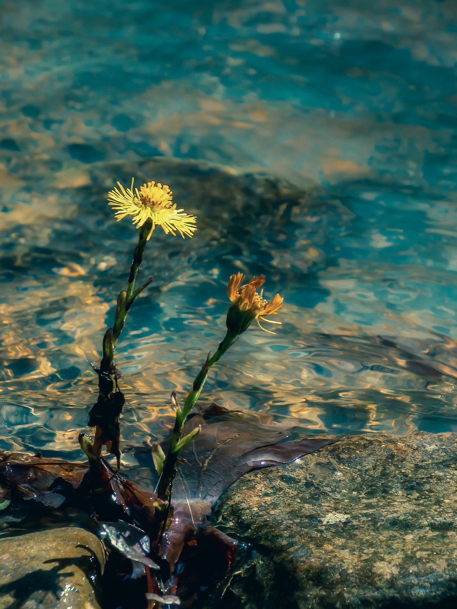 Olympus OM-D E-M10 sample photo. Small flower in the river photography