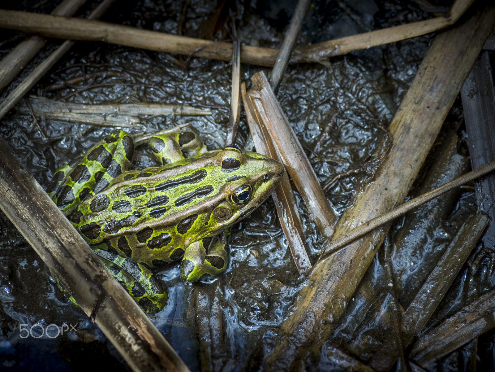 Olympus OM-D E-M1 sample photo. Northen leopard frog photography