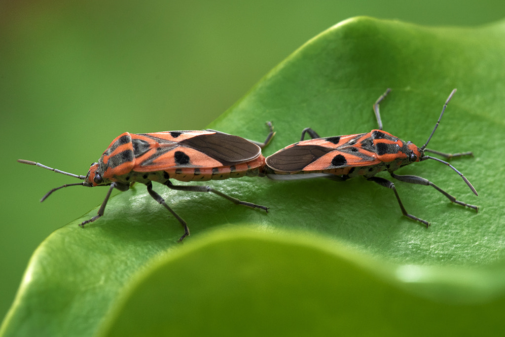 Canon EF 180mm F3.5L Macro USM sample photo. Red cotton bugs photography