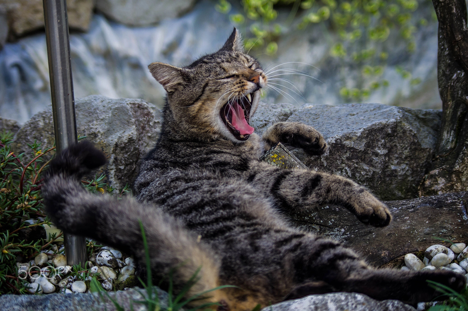 Pentax K-x sample photo. Yawning cat photography
