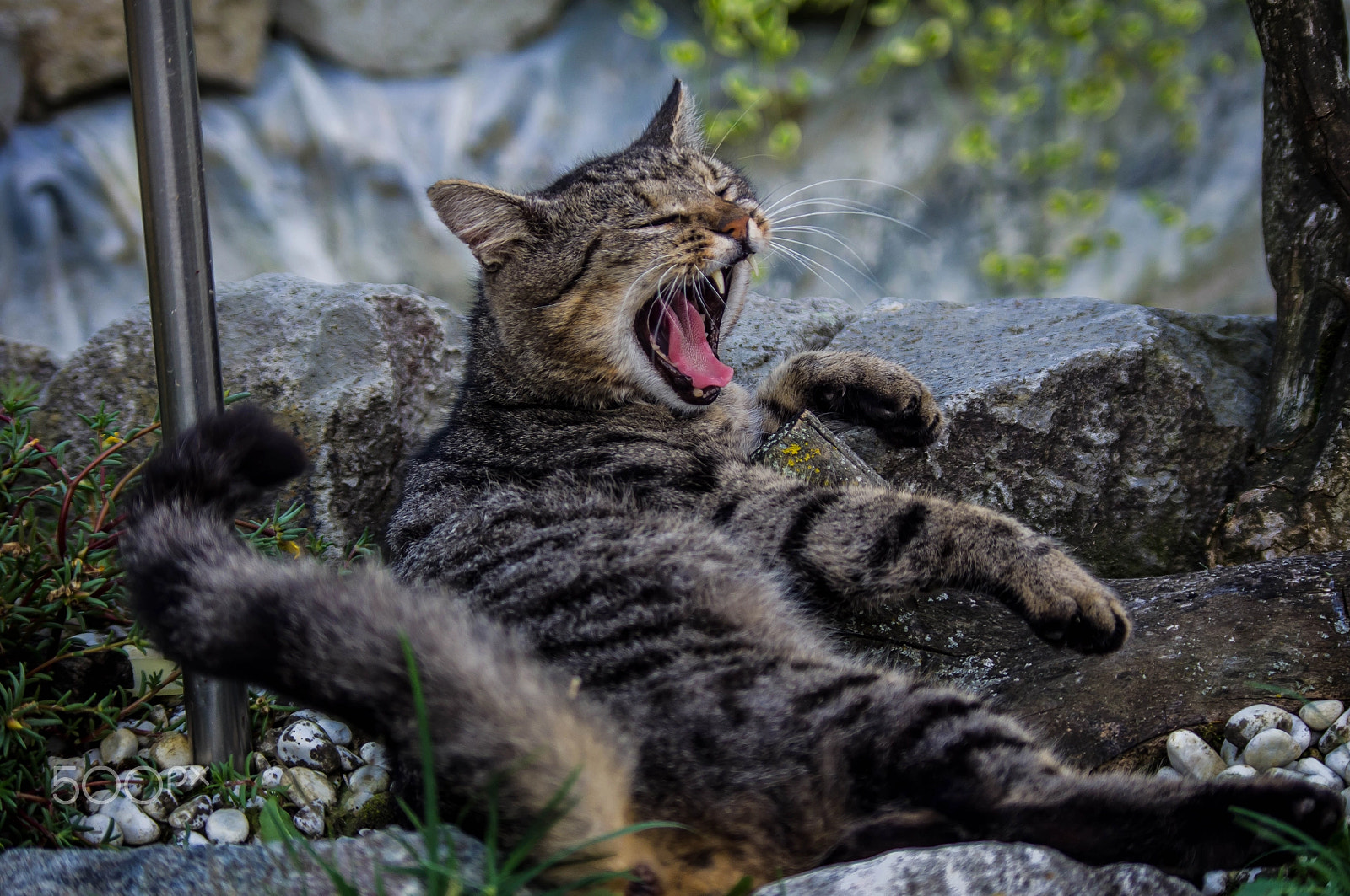 Pentax smc DA 50-200mm F4-5.6 ED WR sample photo. Yawning cat photography