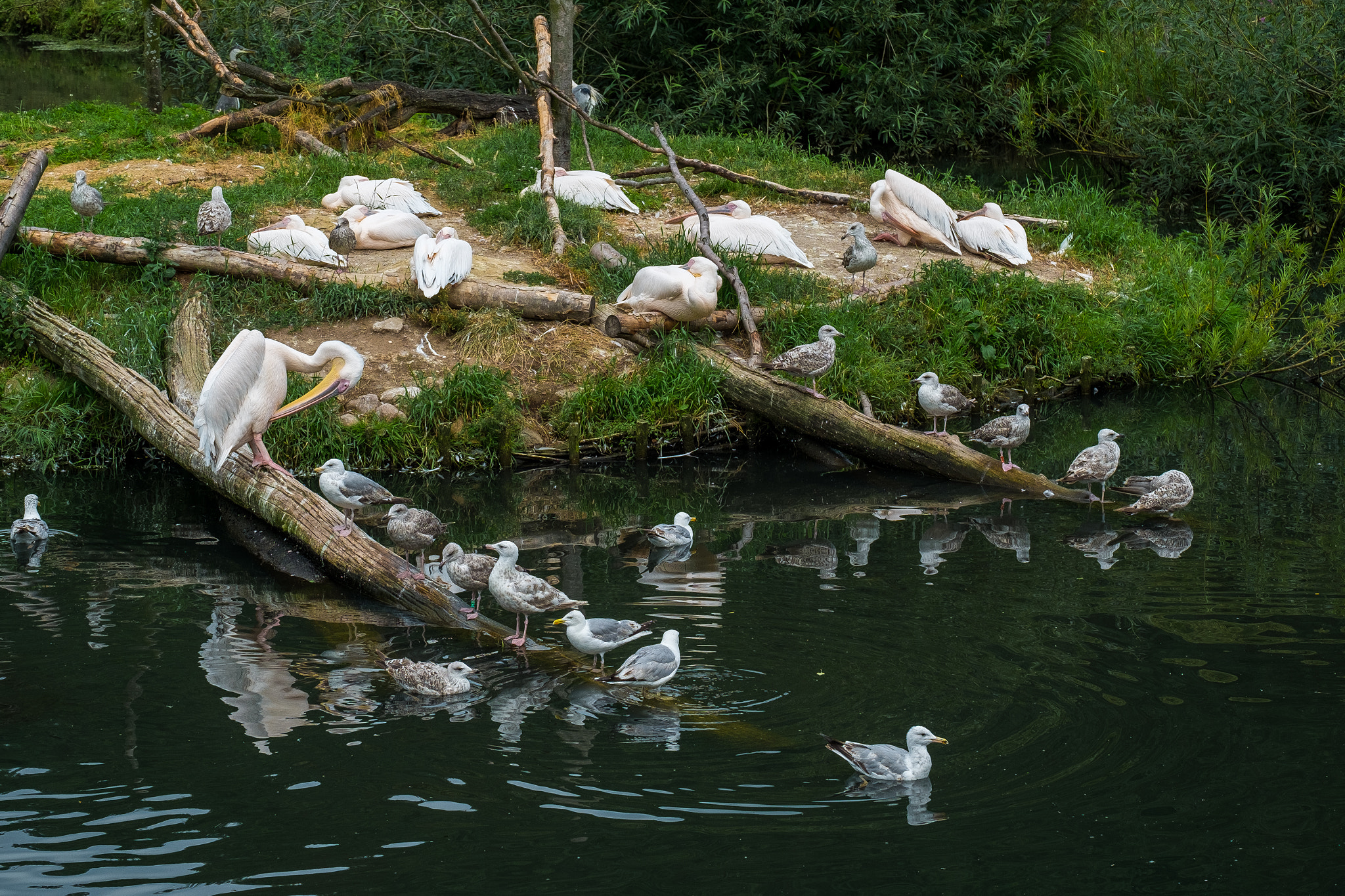 Fujifilm X-E1 + Fujifilm XC 50-230mm F4.5-6.7 OIS sample photo. At the water's edge photography