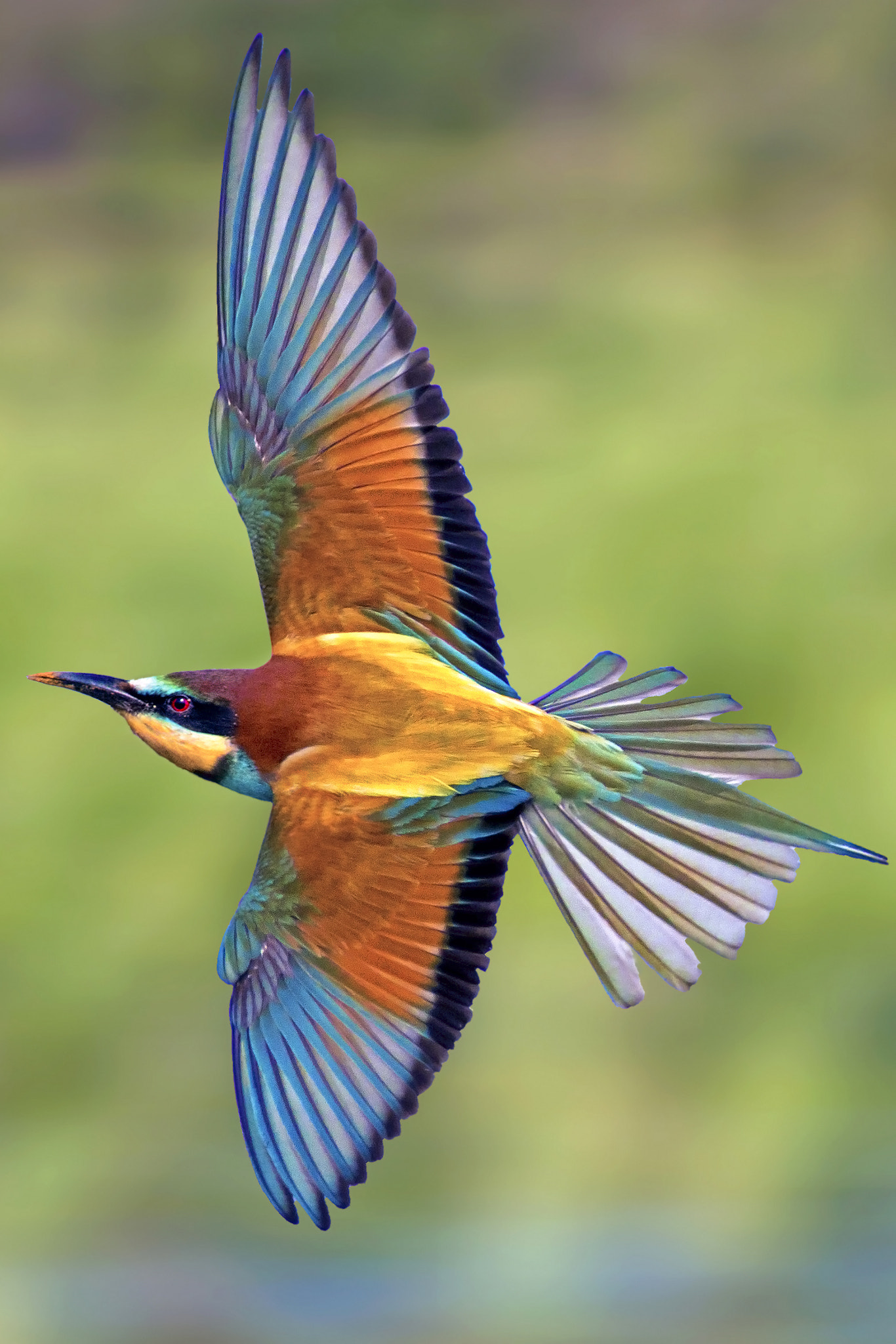 Canon EOS 30D + EF300mm f/2.8L USM +2.0x sample photo. Bee eater photography