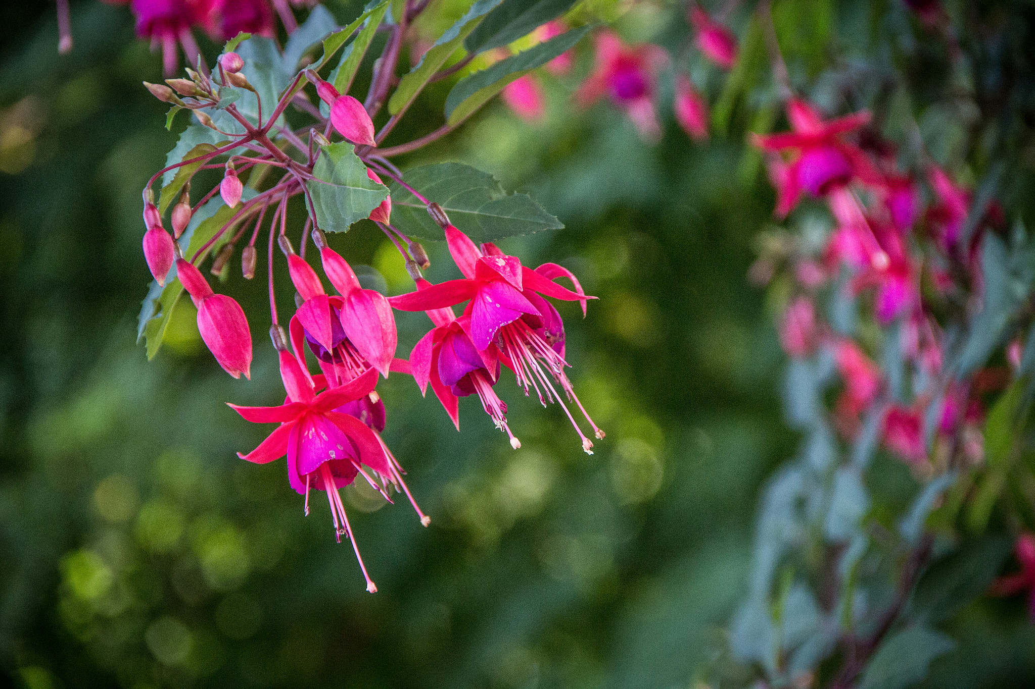 Canon EOS 100D (EOS Rebel SL1 / EOS Kiss X7) sample photo. Fuschia photography