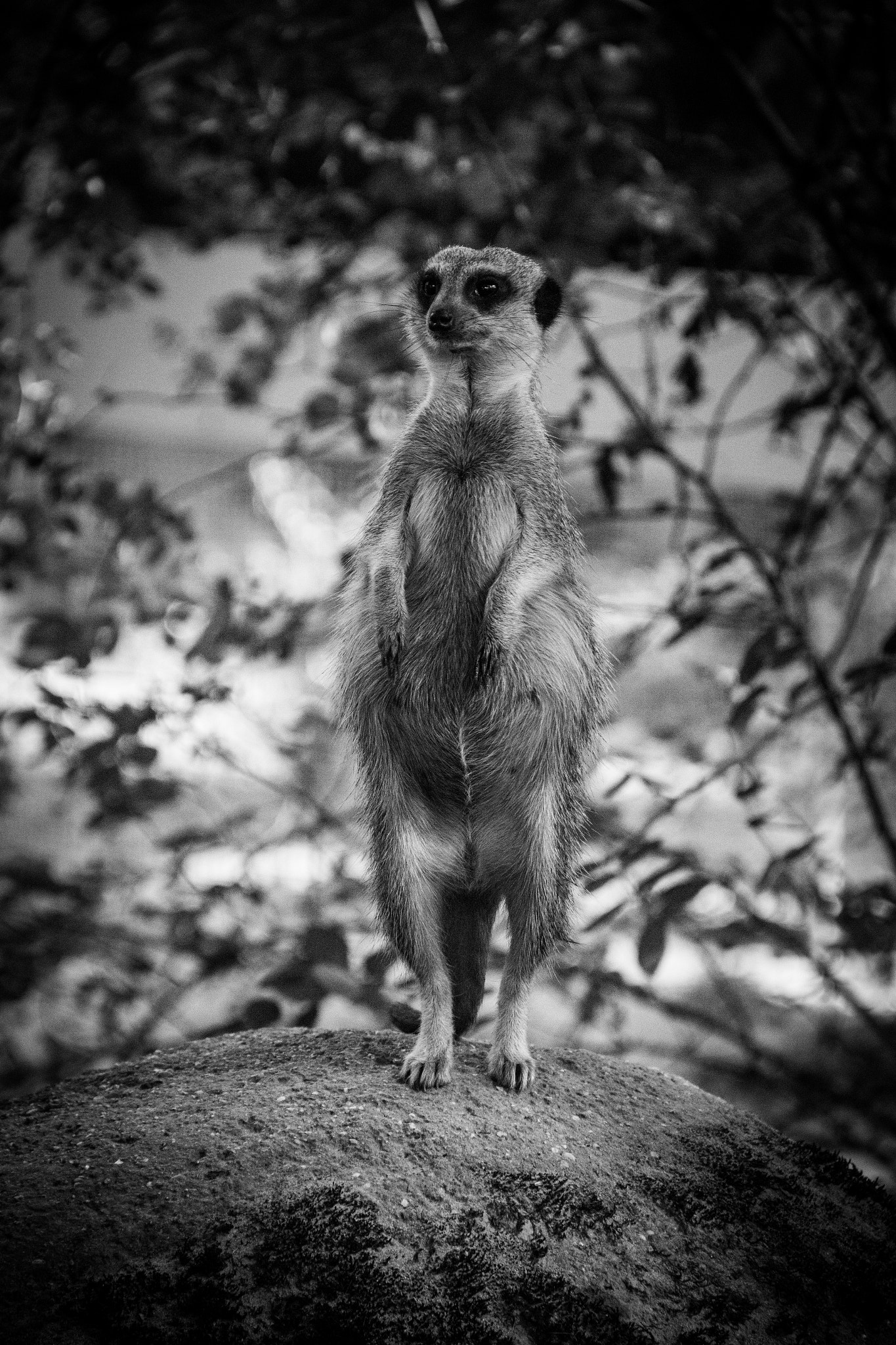 Canon EOS 100D (EOS Rebel SL1 / EOS Kiss X7) sample photo. Meerkat photography