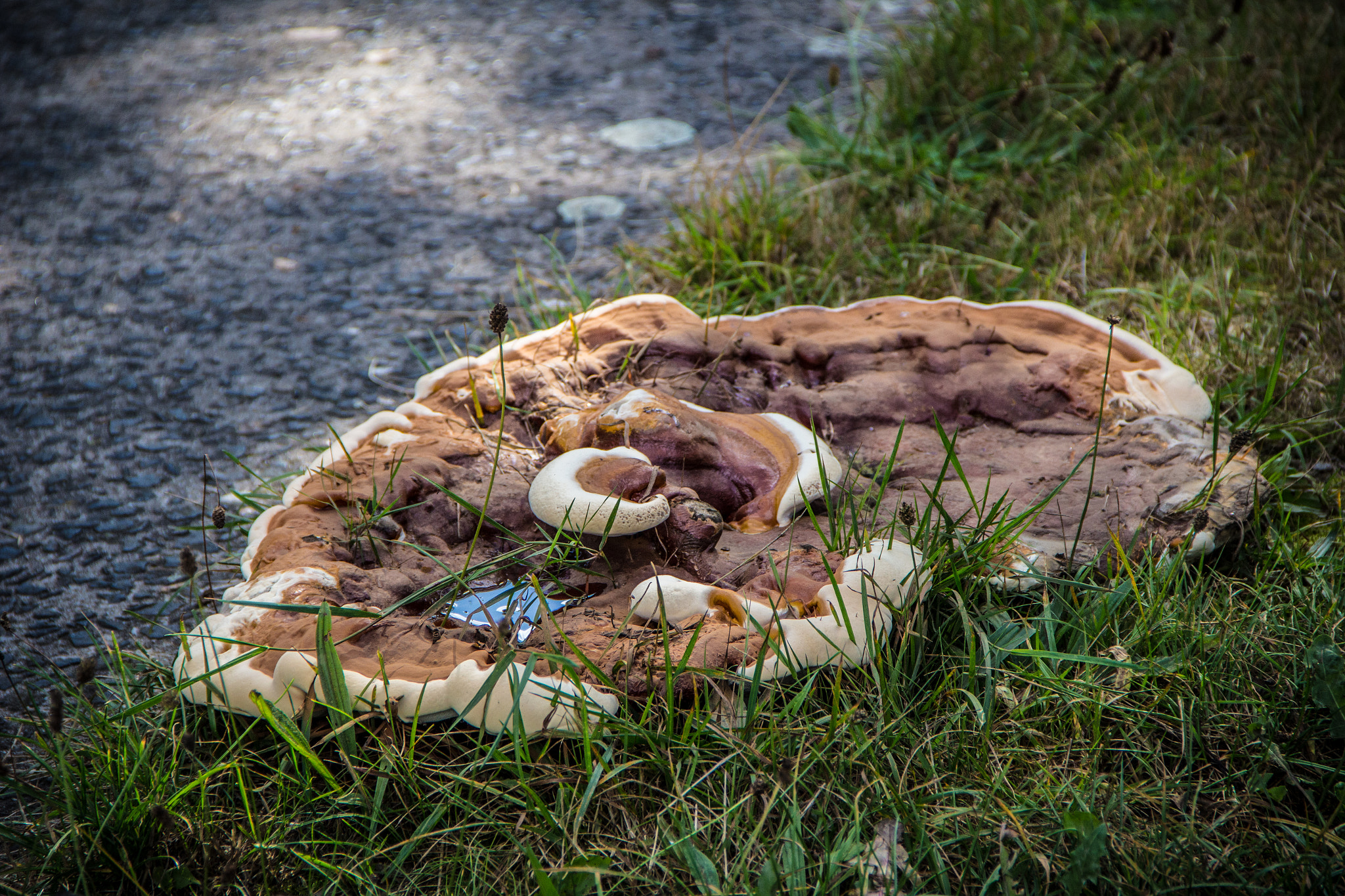 Canon EOS 100D (EOS Rebel SL1 / EOS Kiss X7) sample photo. Mushroom photography