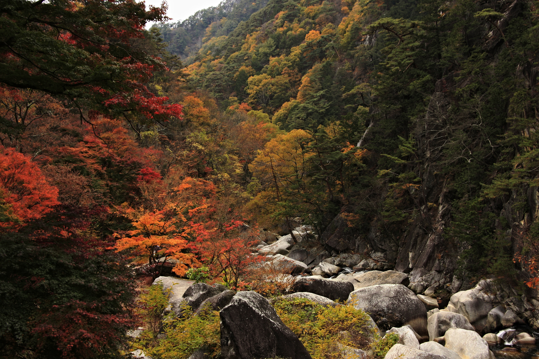Canon EOS 40D sample photo. Autumn leaves, yamanashi prefecture shosenkyo photography