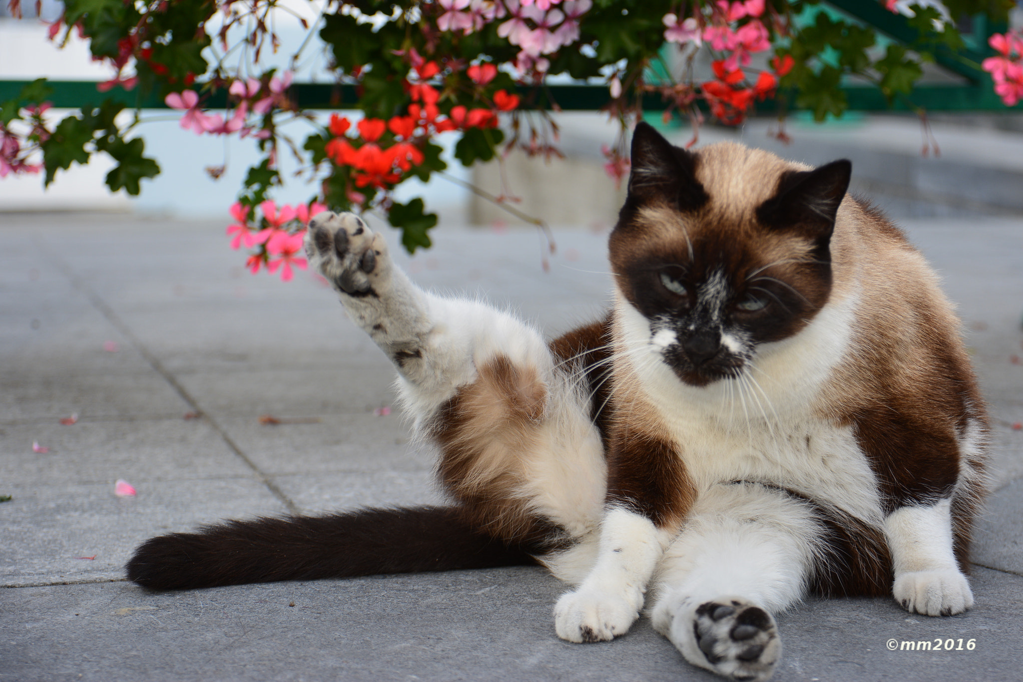 Sigma 17-70mm F2.8-4 DC Macro OS HSM | C sample photo. Chaalor photography