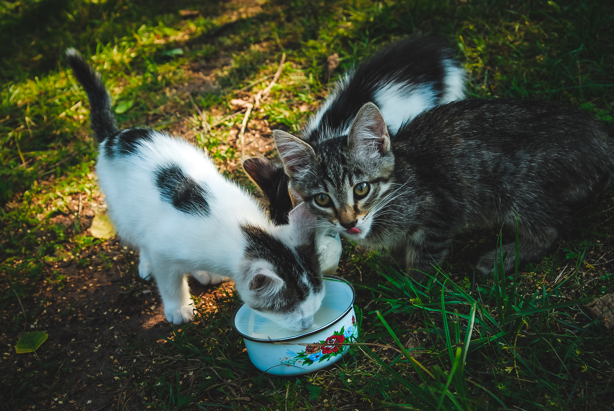 AF Zoom-Nikkor 35-80mm f/4-5.6D sample photo. Cats photography