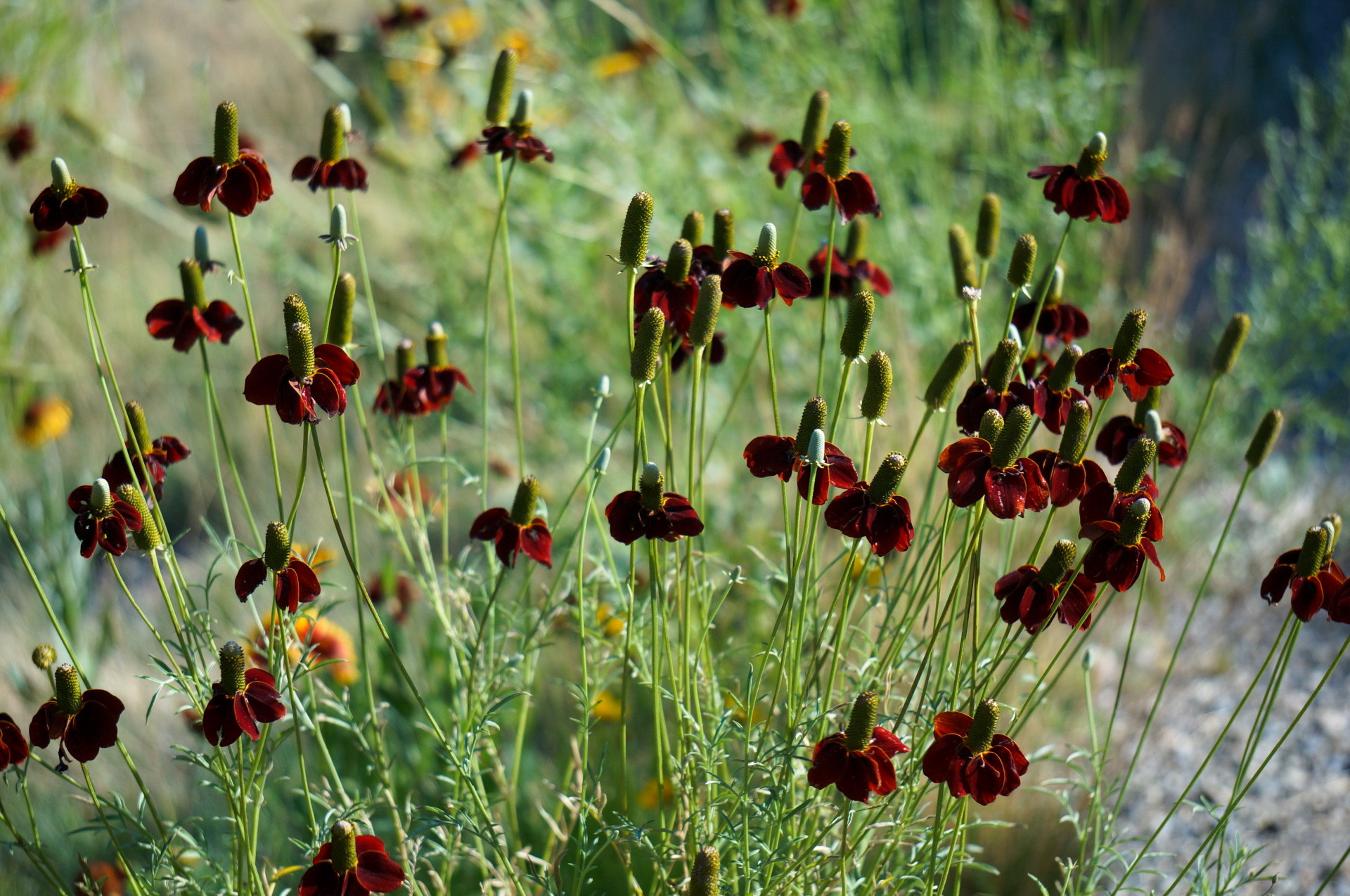 Sony Alpha NEX-6 + Sony E 55-210mm F4.5-6.3 OSS sample photo. Flowers in the sun photography