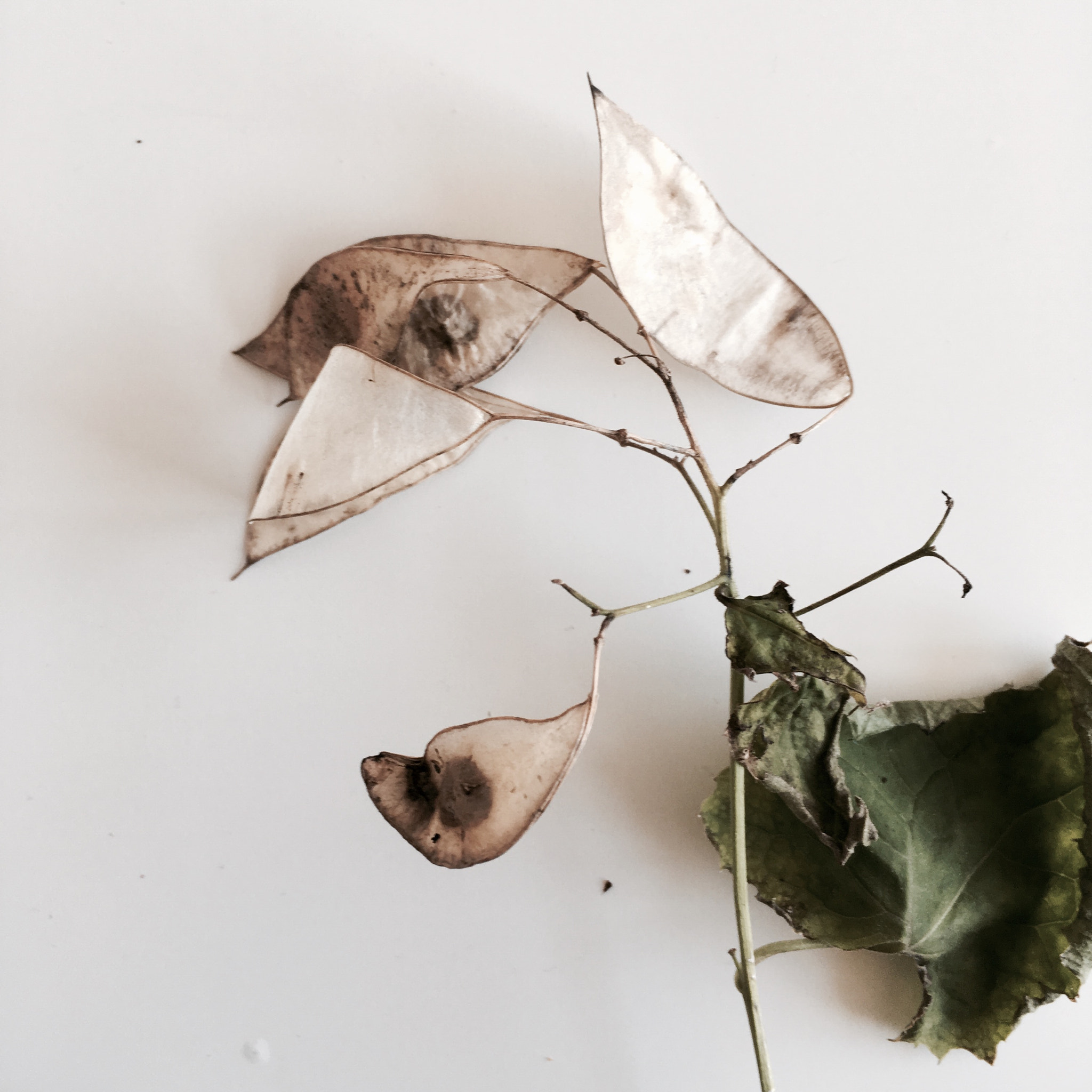 Hipstamatic 321 sample photo. Special plant photography