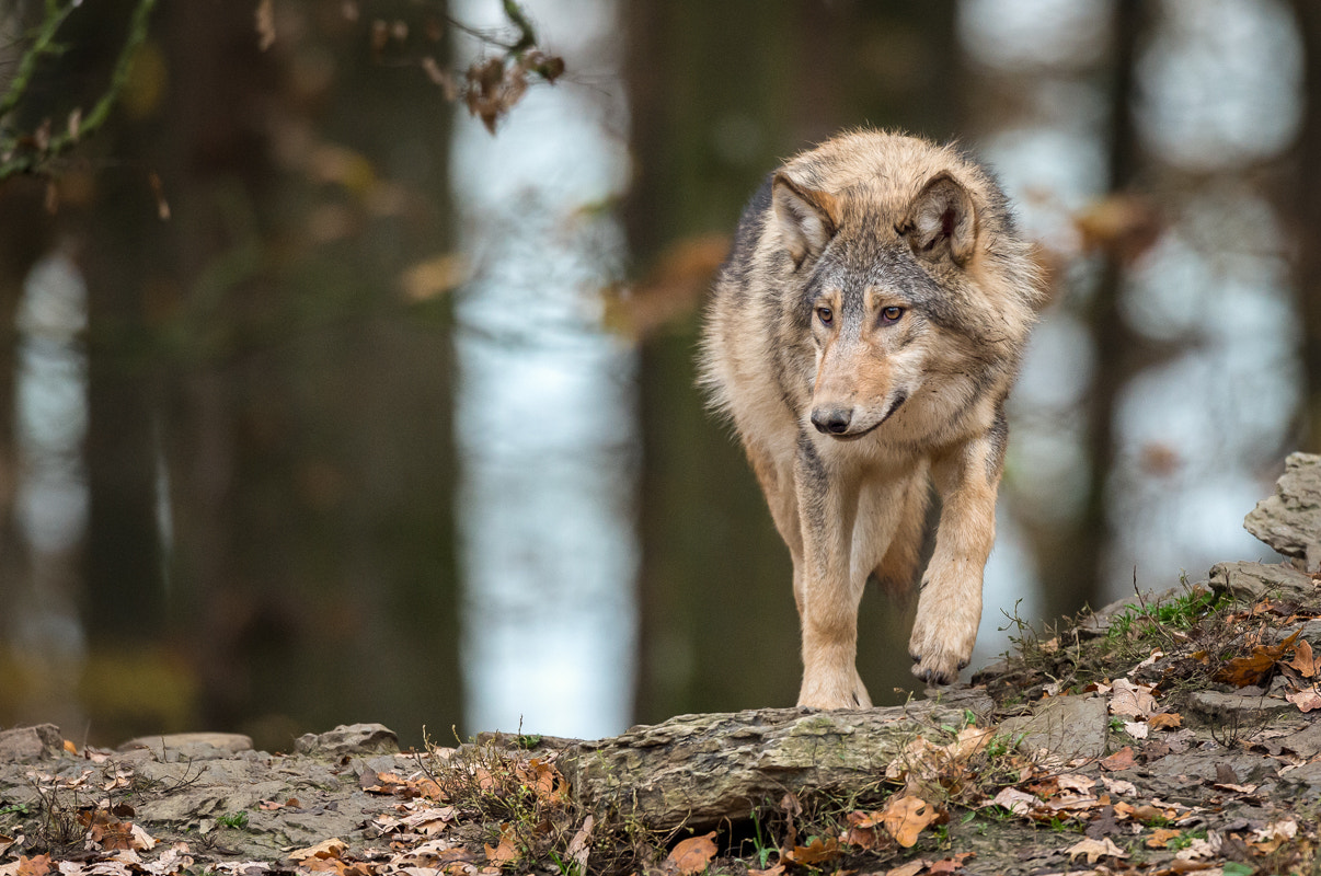 Nikon D4S + Nikon AF-S Nikkor 500mm F4G ED VR sample photo. Wolf photography